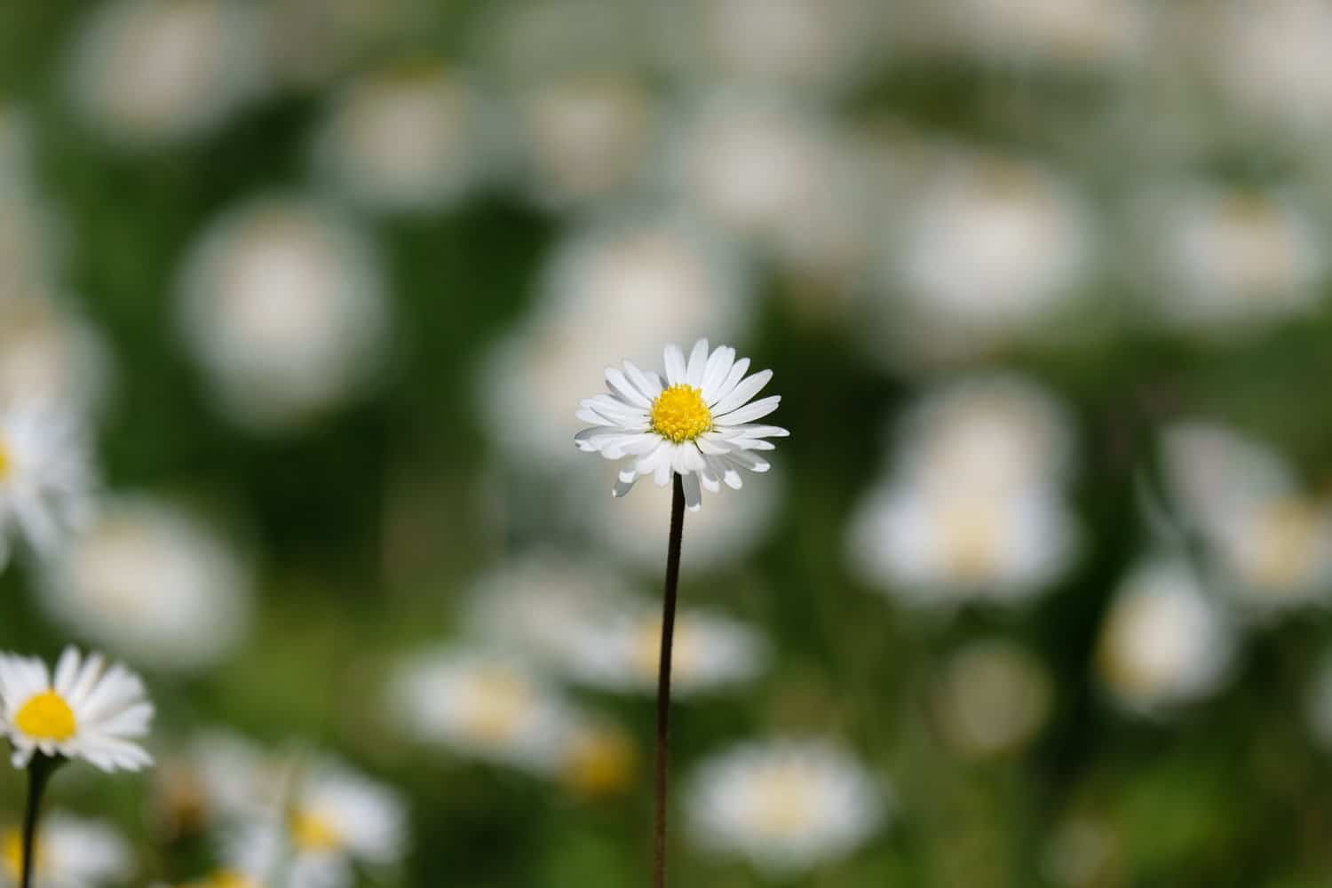 Fujifilm XC 50 230mm F4.5 6.7 OIS II 03