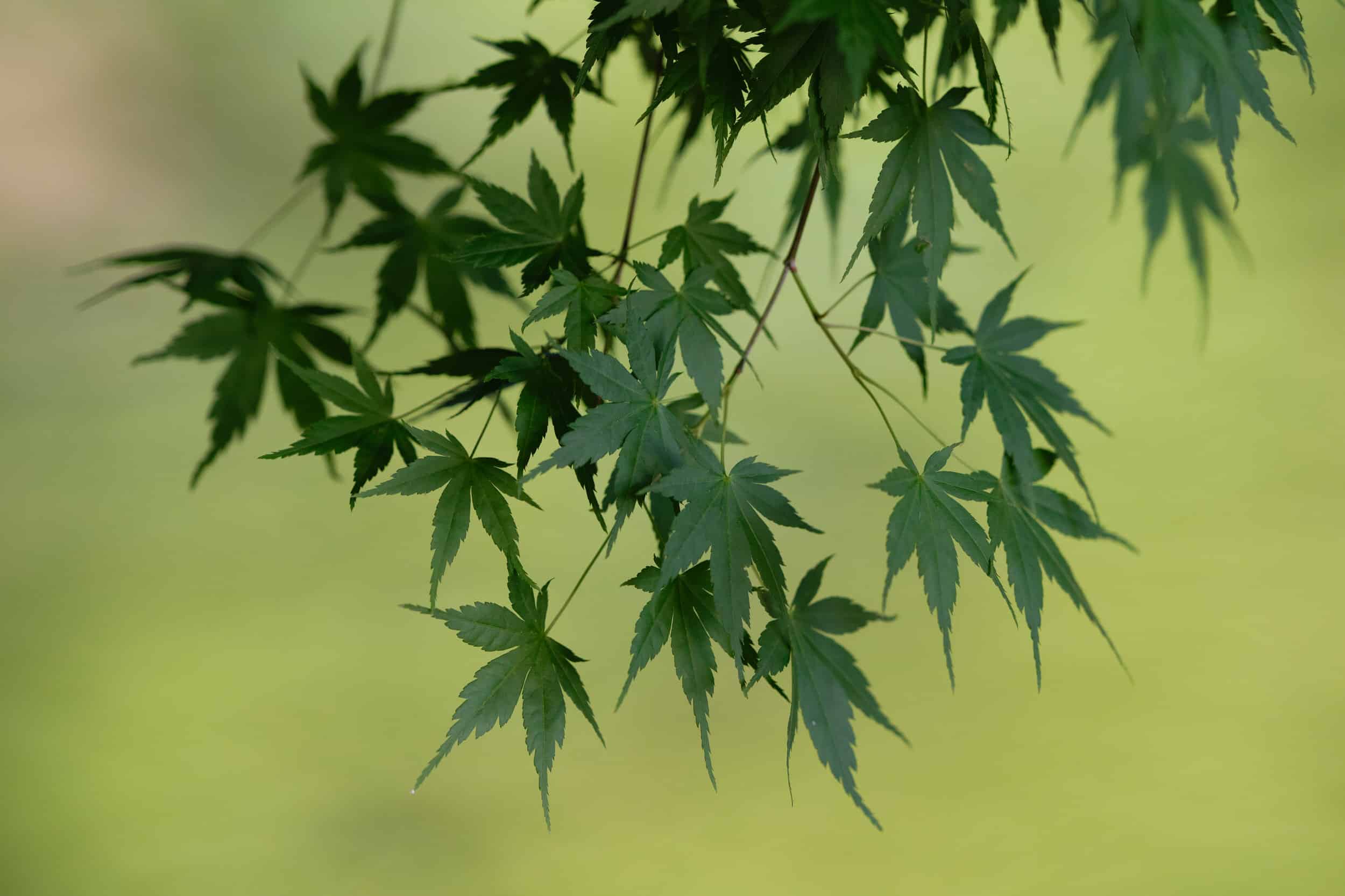 Fujifilm XF 200mm 2 R LM OIS WR 08