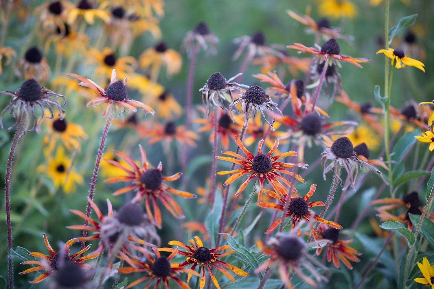 Fujinon 56mm F1.2R APD 07