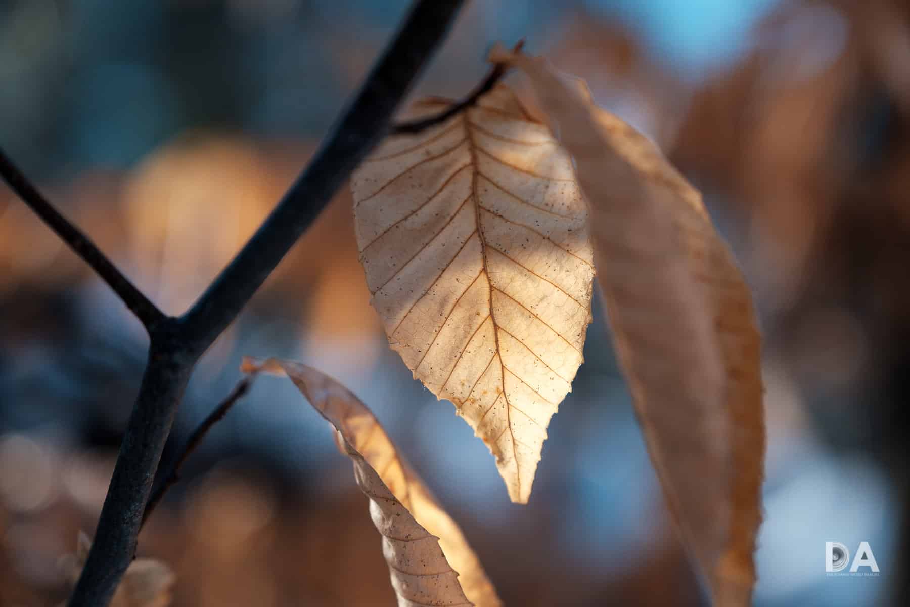 Ong kinh Fujifilm XF 16 55mm F2.8 R LM WR 02