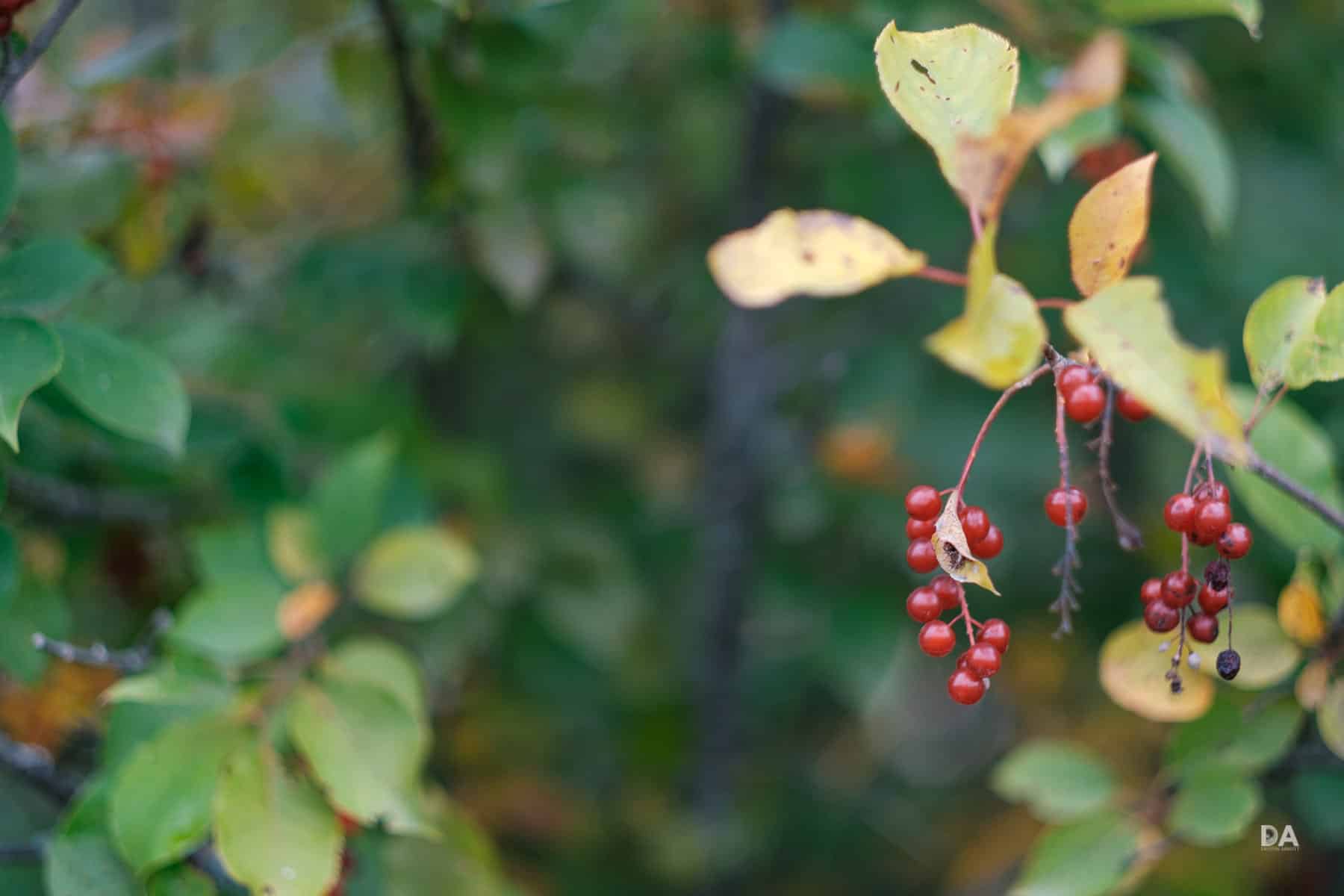 Ống kính Fujifilm XF 56mm F1.2 R