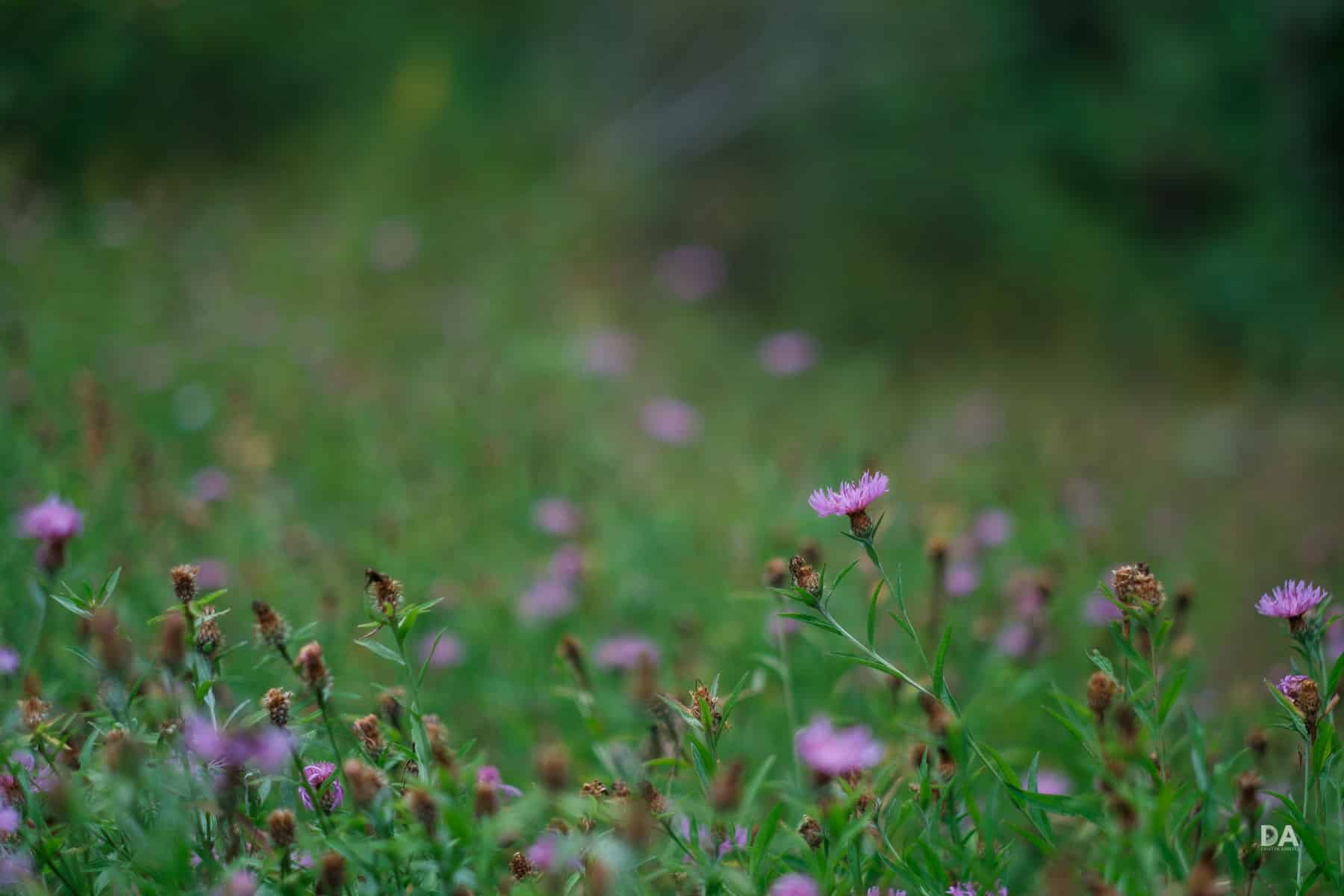 Ong kinh Fujifilm XF 56mm F1.2 R 10