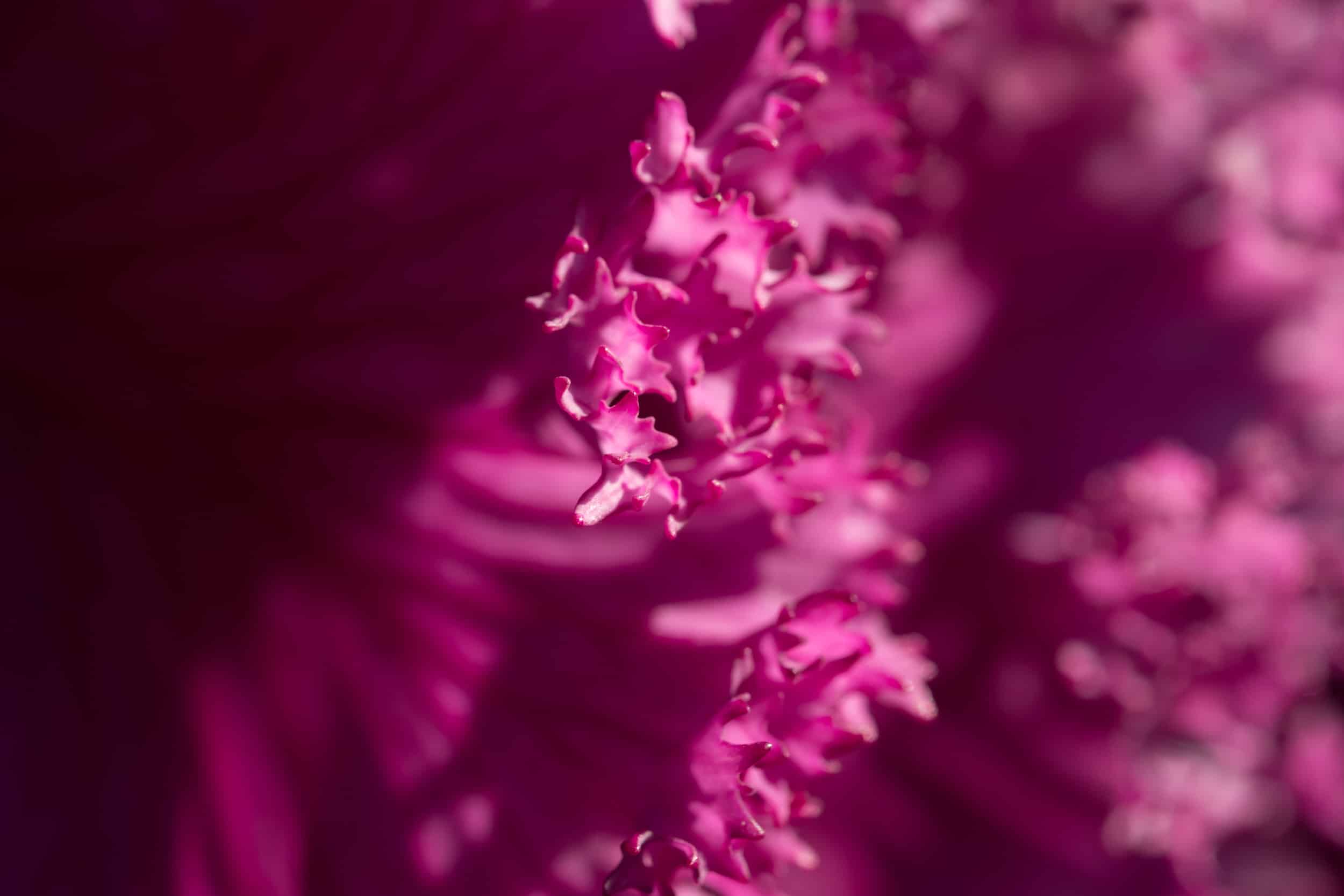 Ong kinh Fujifilm XF 80mm F2.8 R LM OIS WR Macro 08