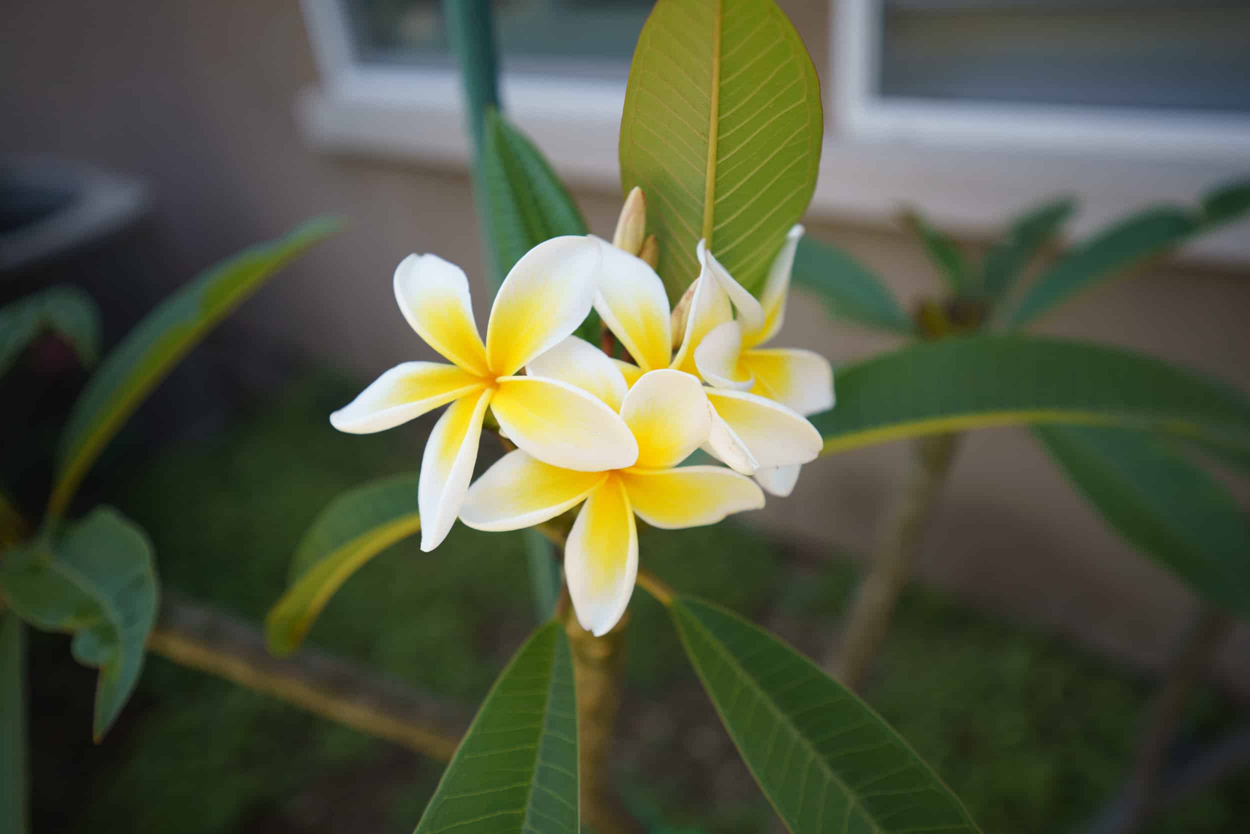 Ong kinh Tamron 17 28mm F2.8 Di III RXD cho Sony 05