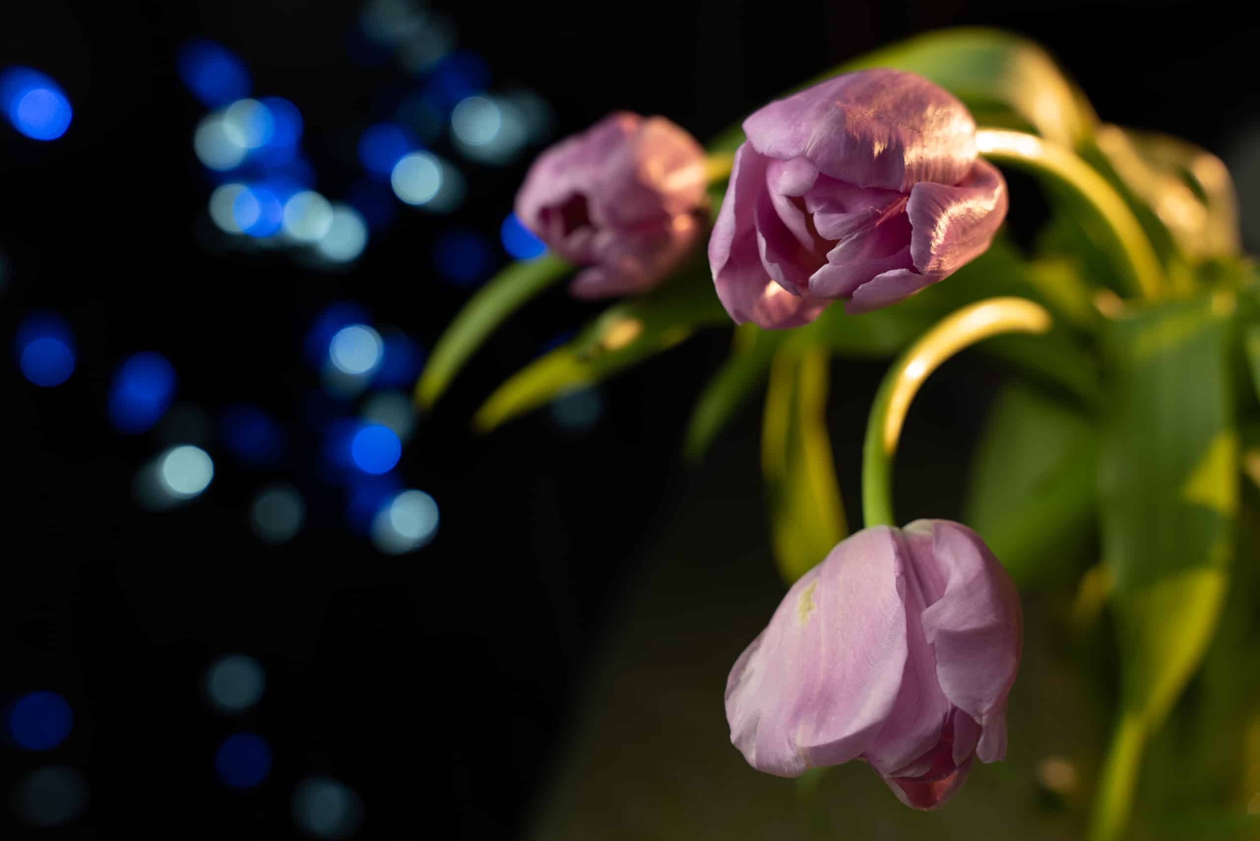 Sigma 24 70mm f2 8 dg dn art sample5