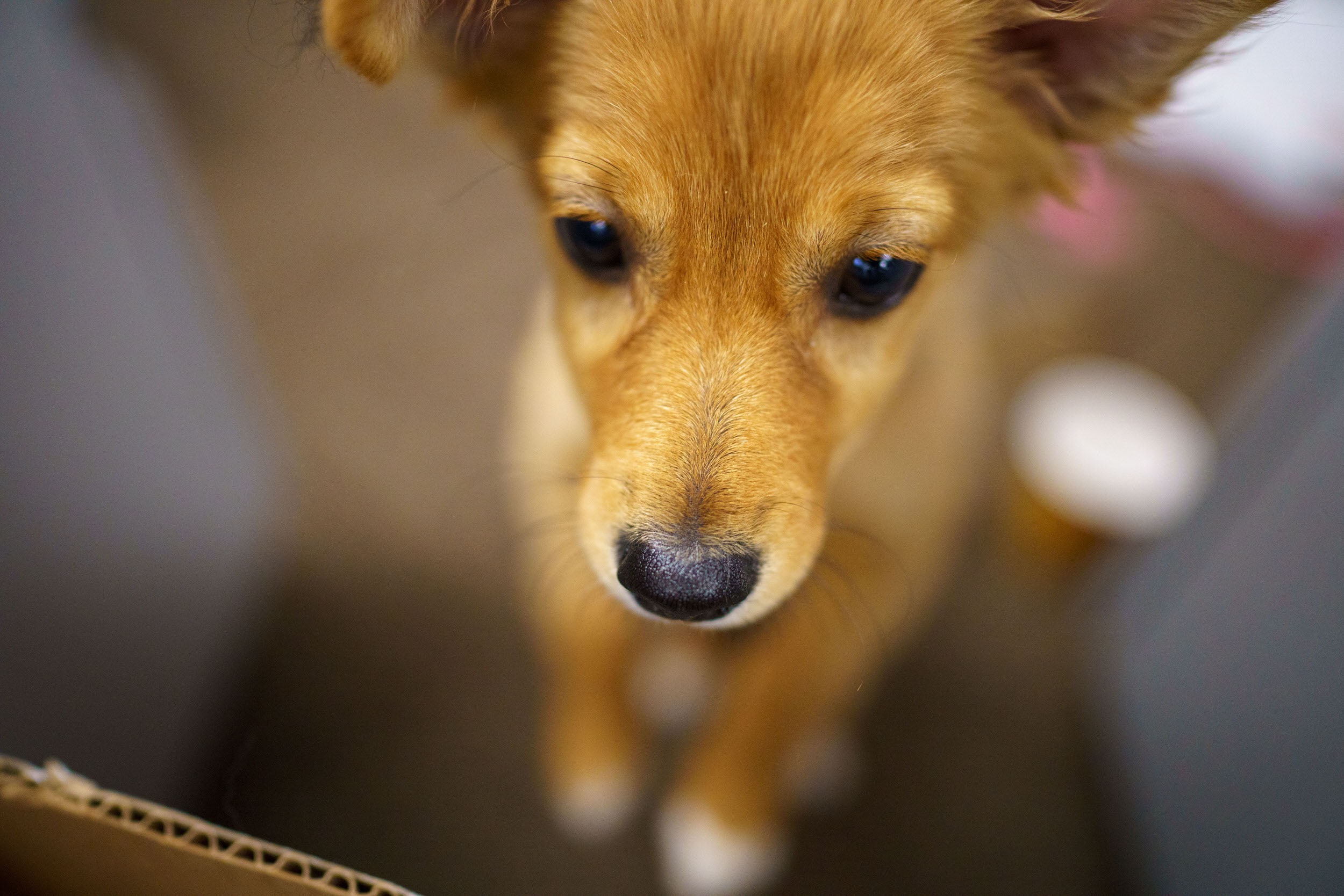 Sony 24mm F1.4 G Master7 1