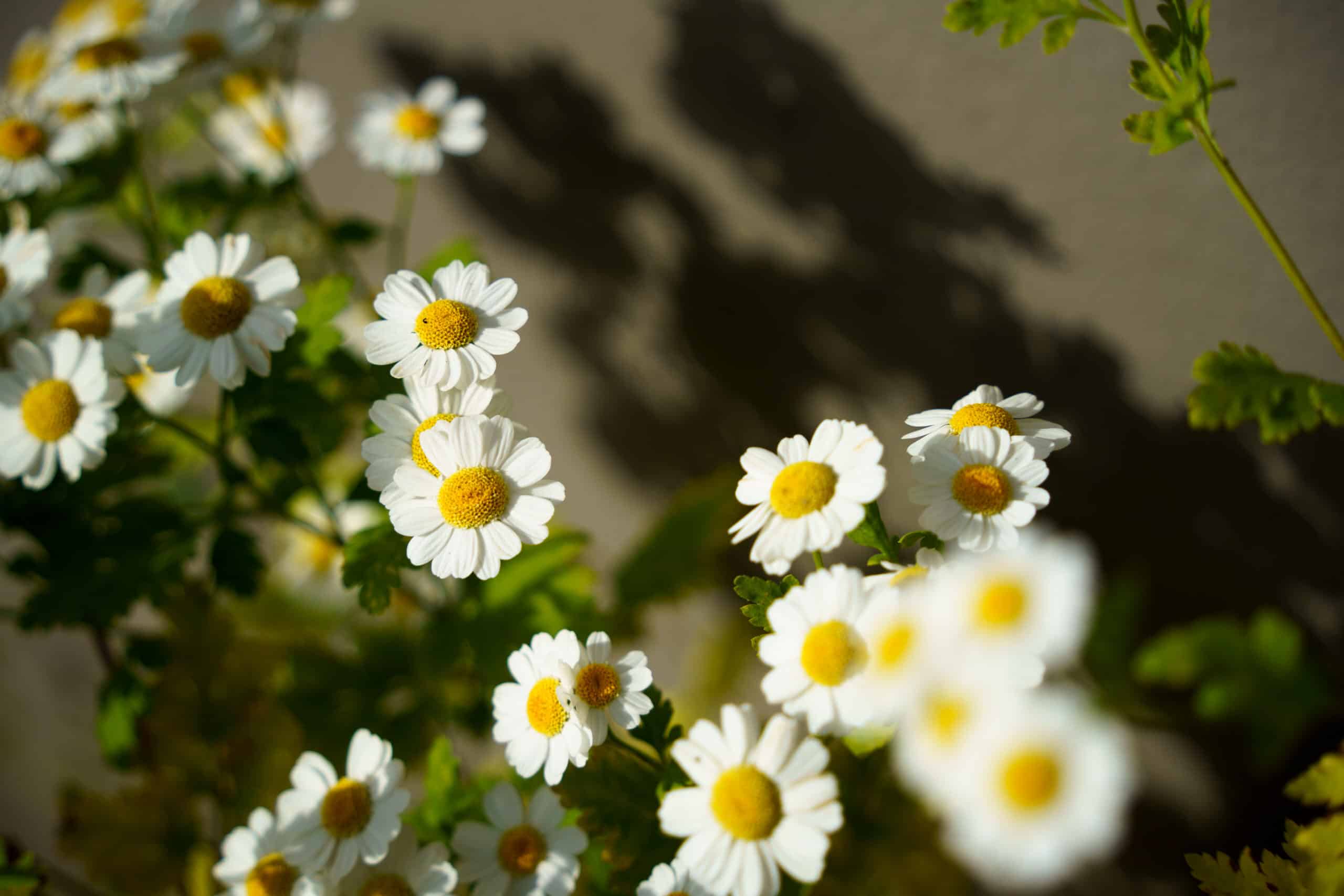 Tamron AF 28 200mm F2.8 5.6 Di III for Sony E sample4