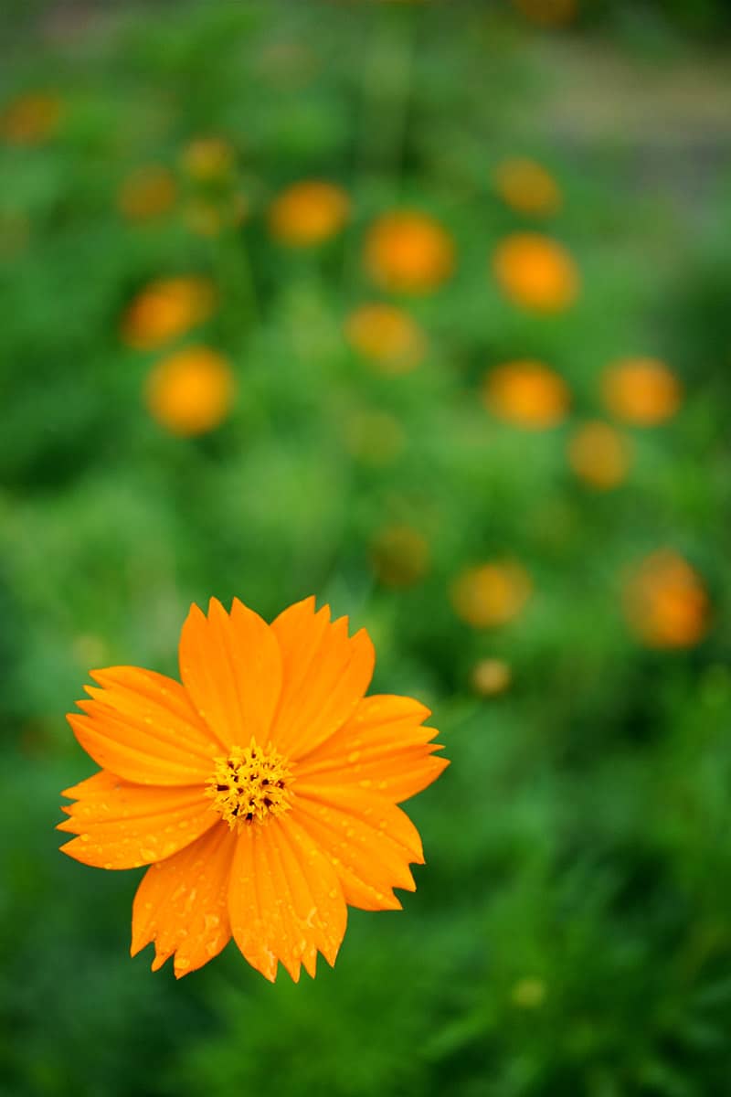 Tamron AF 35mm F2.8 Di III OSD Sample 02 1