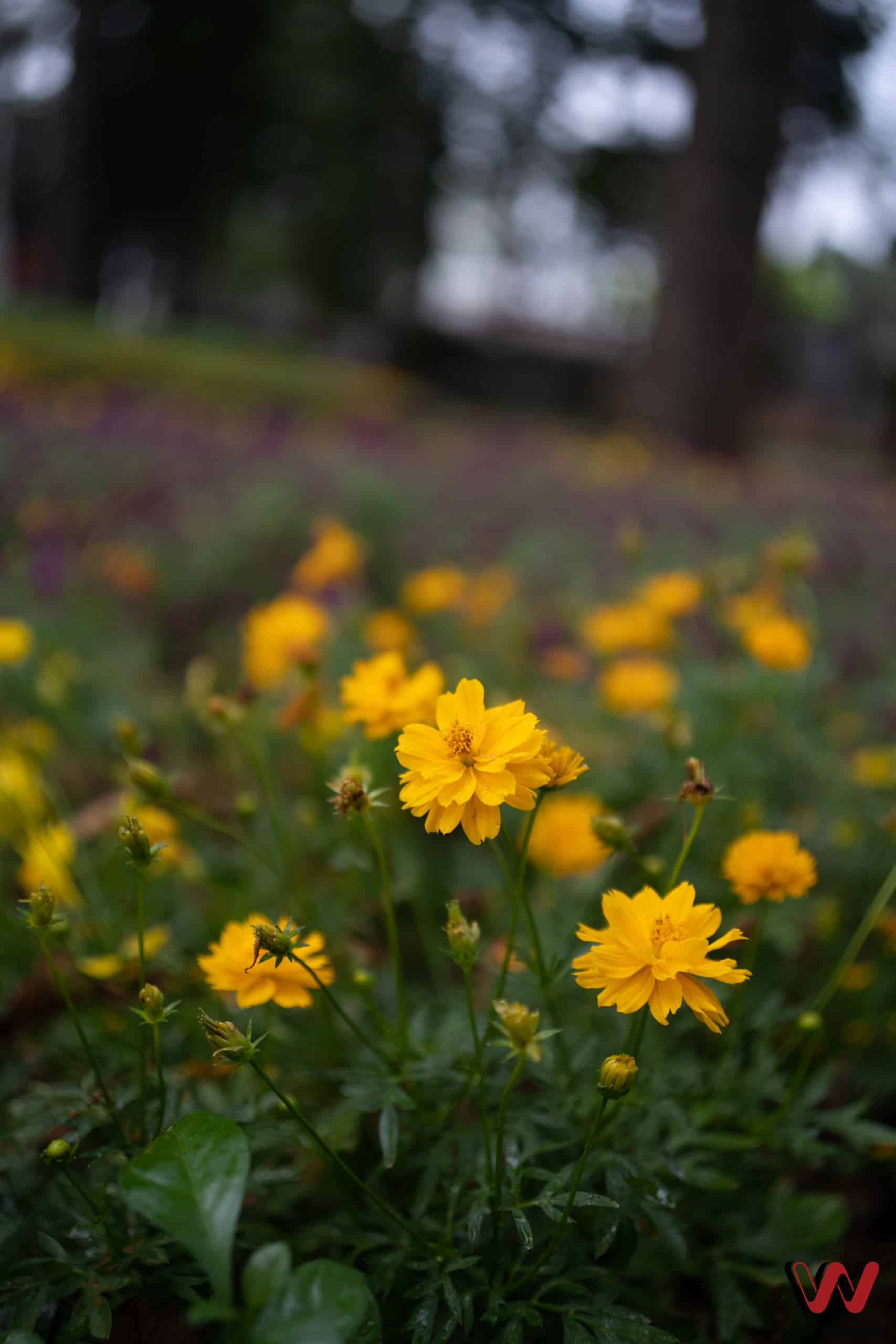 Sigma 35mm F2 DG DN winwinstore 00164