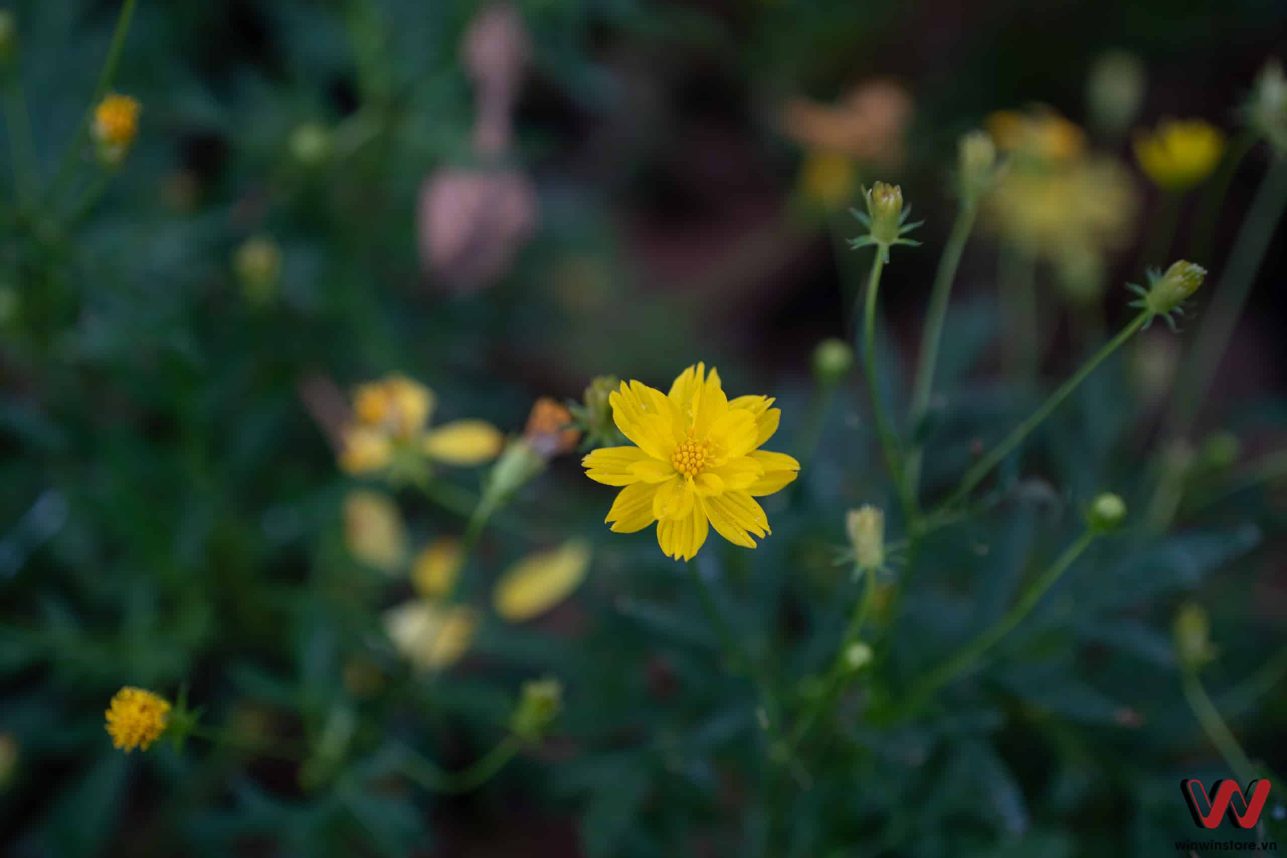 Sigma 65mm F2 DG DN winwinstore 00129
