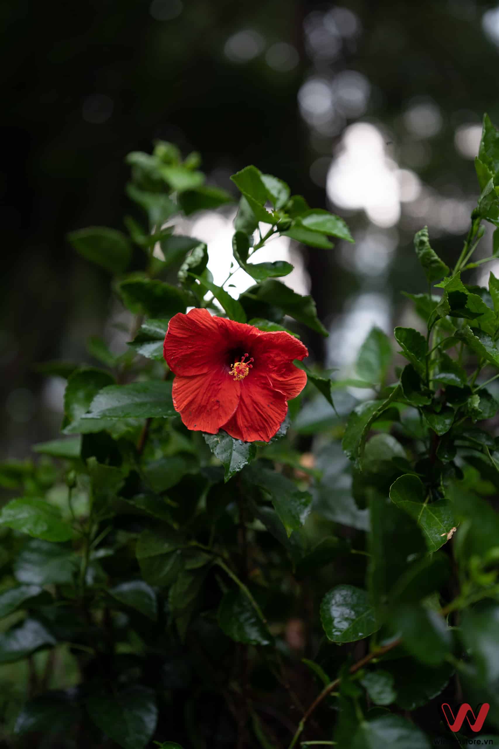 Sigma 65mm F2 DG DN winwinstore 00160