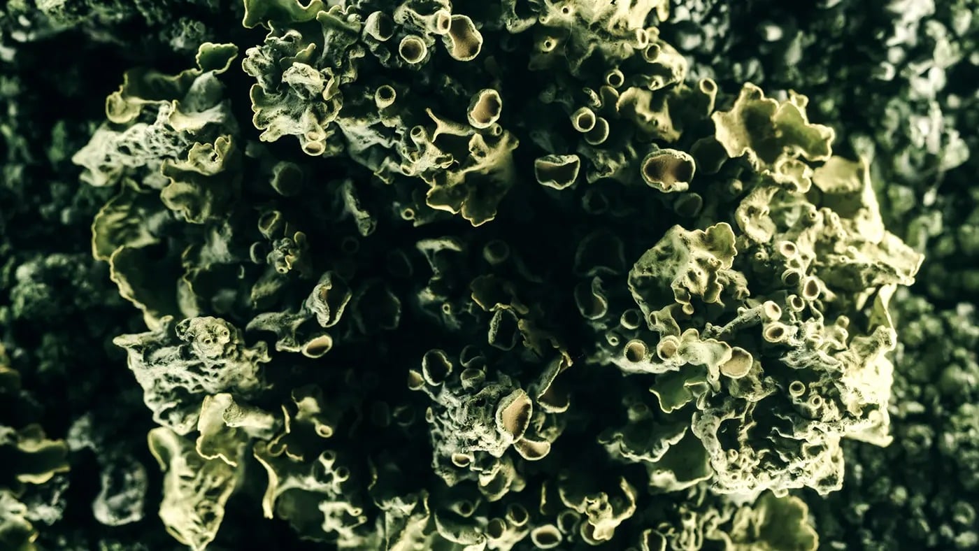 dry out macro timelapse01.jpg