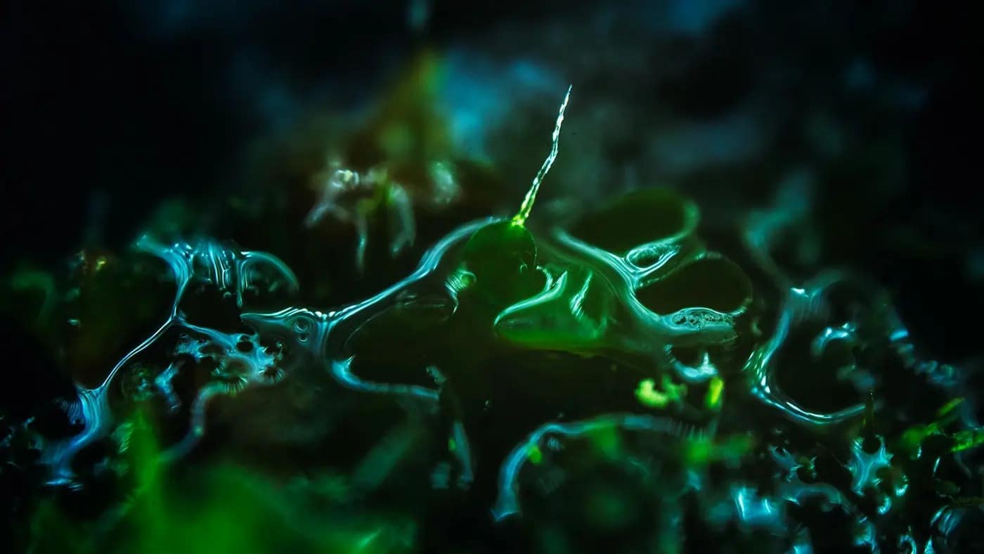 dry out macro timelapse03.jpg