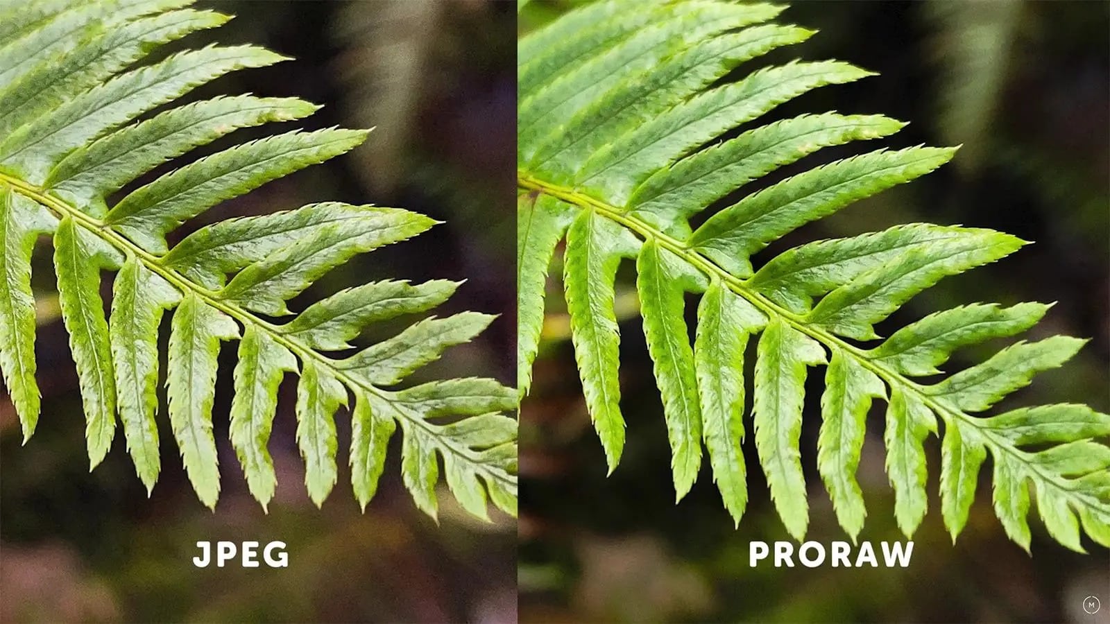proraw vs jpeg image comparison