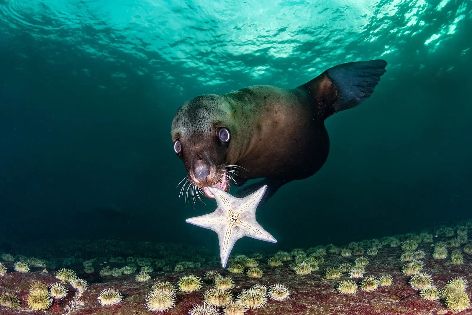 Choáng ngợp với loạt ảnh đẹp đoạt giải Cuộc thi chụp ảnh dưới nước năm 2020