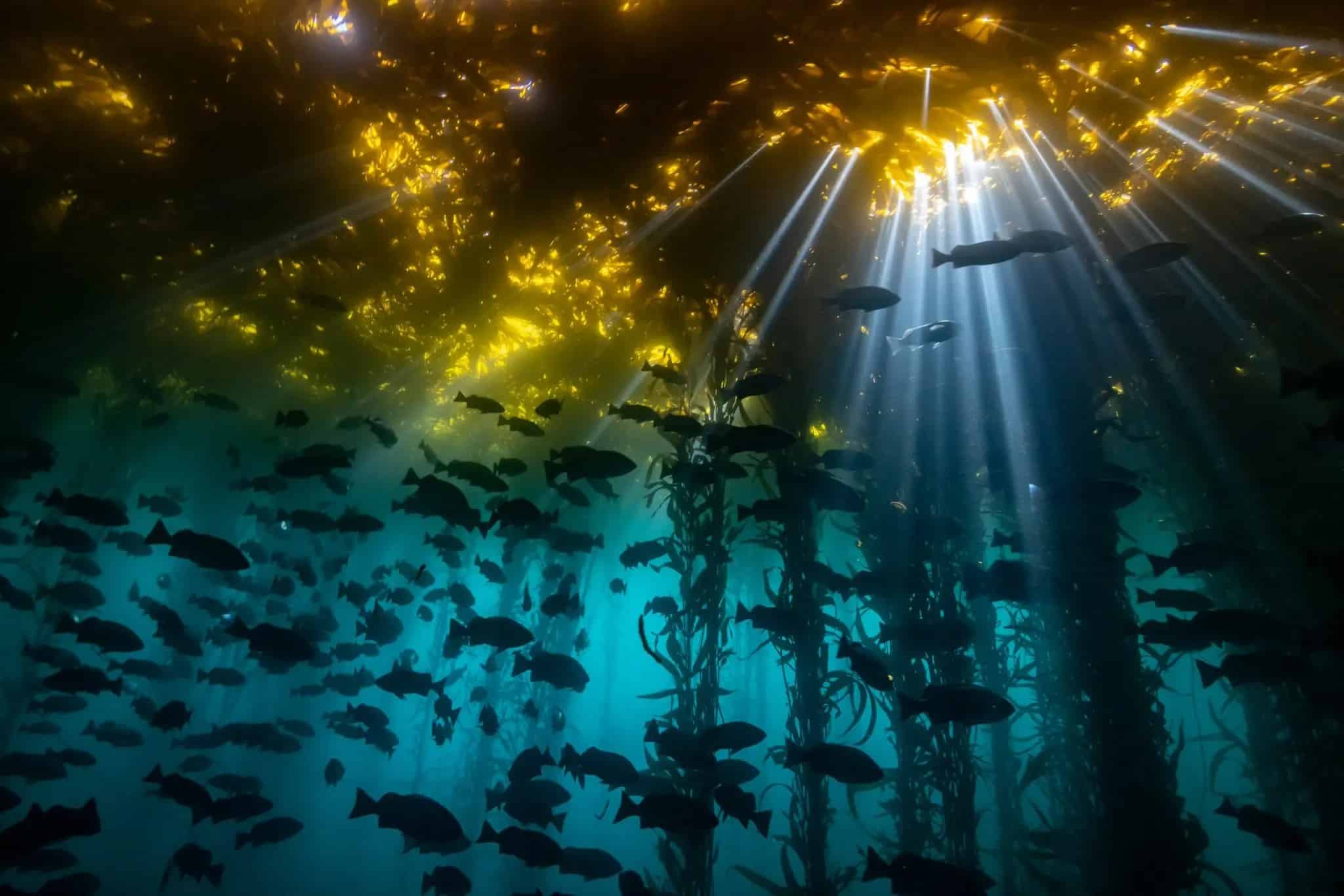 Choáng ngợp với loạt ảnh đẹp đoạt giải Cuộc thi chụp ảnh dưới nước năm 2020