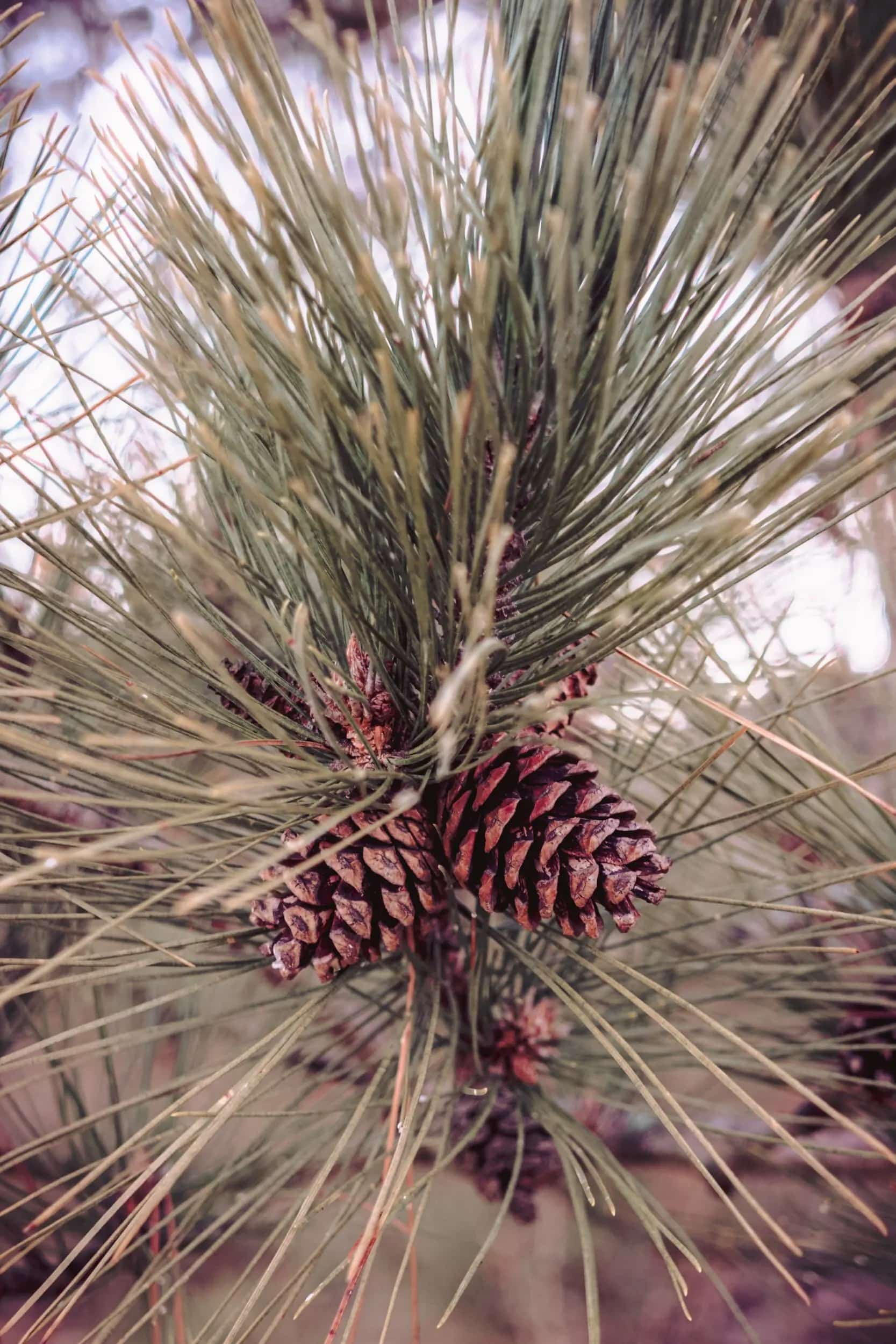 XF 27mm F2 8 R WR Review 08.jpg