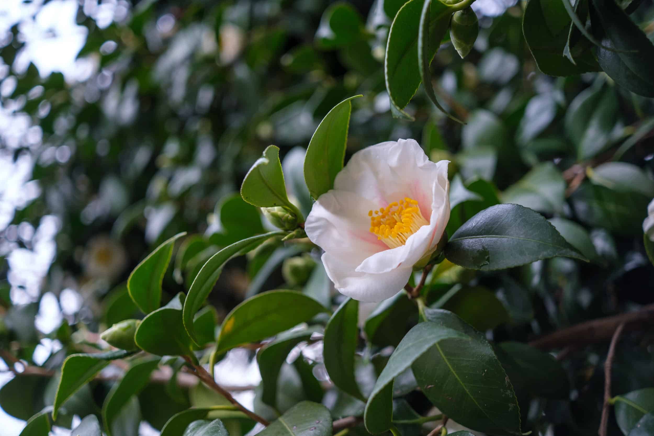XF 27mm F2.8 R WR sample3