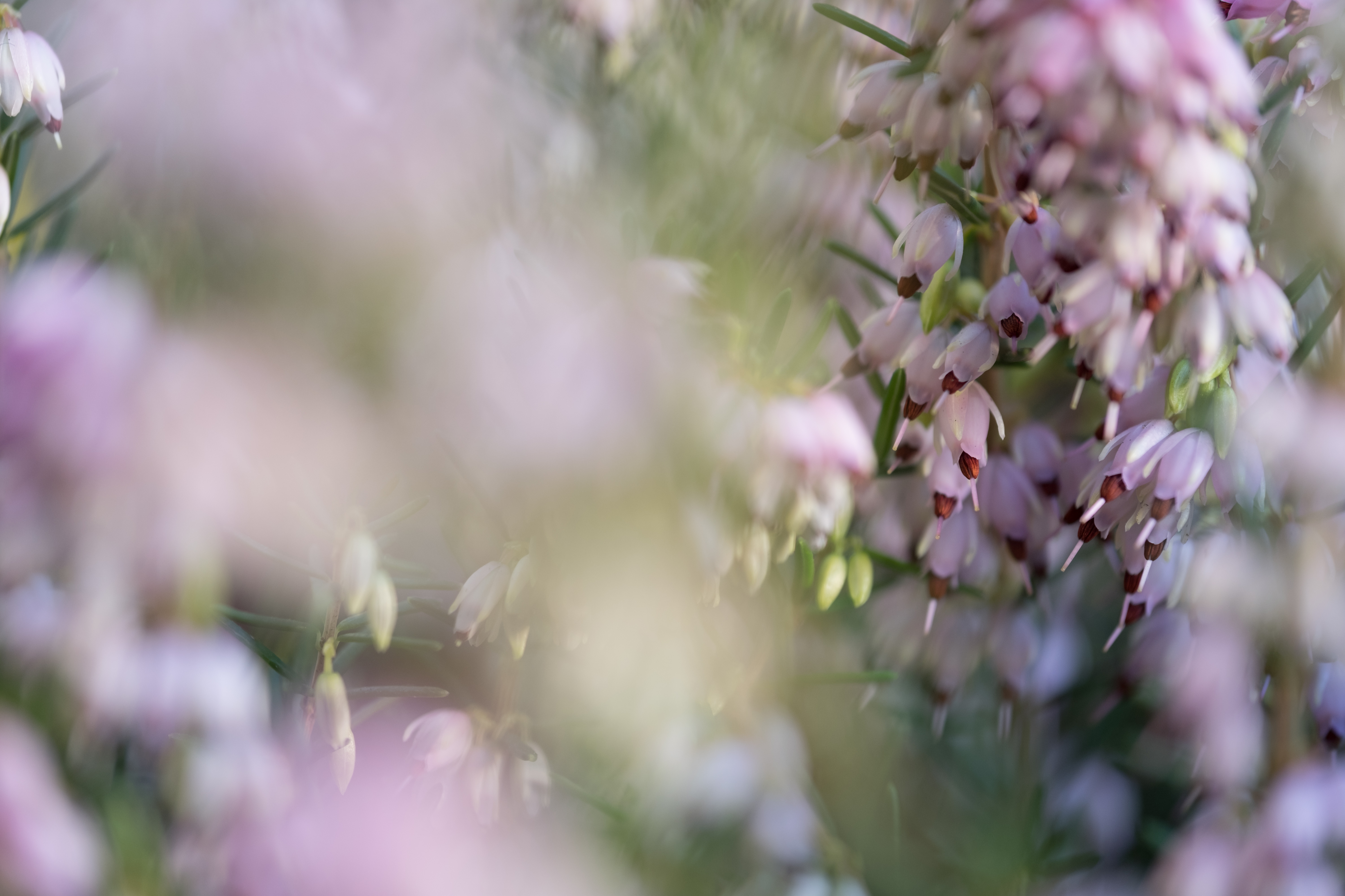 XF 80mm F2.8 Macro 04