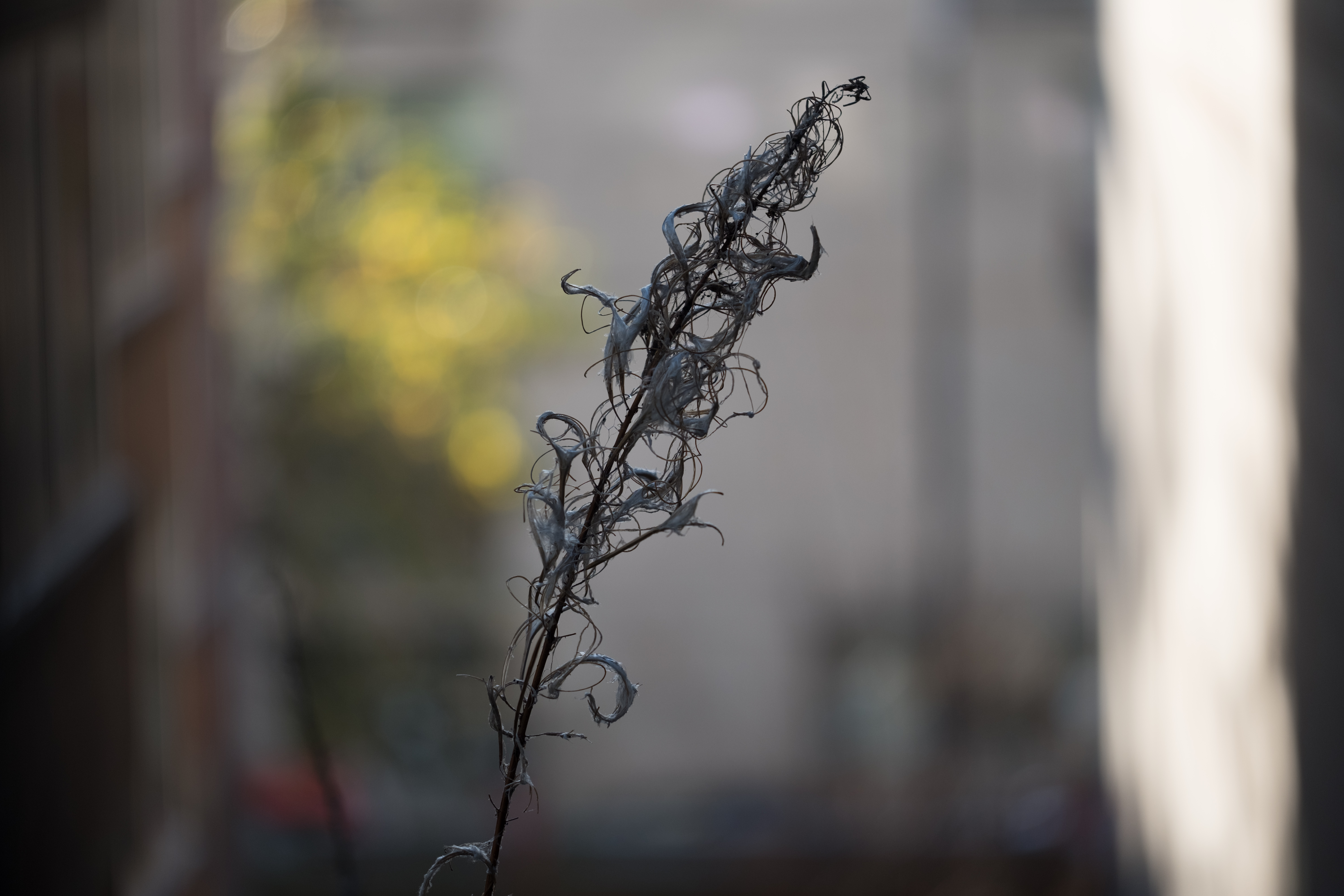 XF 80mm F2.8 Macro 06