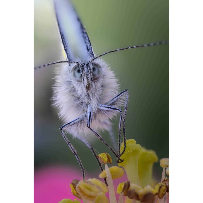 Ống kính Laowa 100mm F2.8 2x Ultra Macro APO cho Sony E