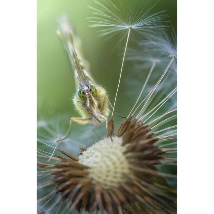 Ống kính Laowa 100mm F2.8 2x Ultra Macro APO cho Sony E