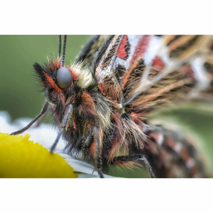 Ống kính Laowa 100mm F2.8 2x Ultra Macro APO cho Sony E