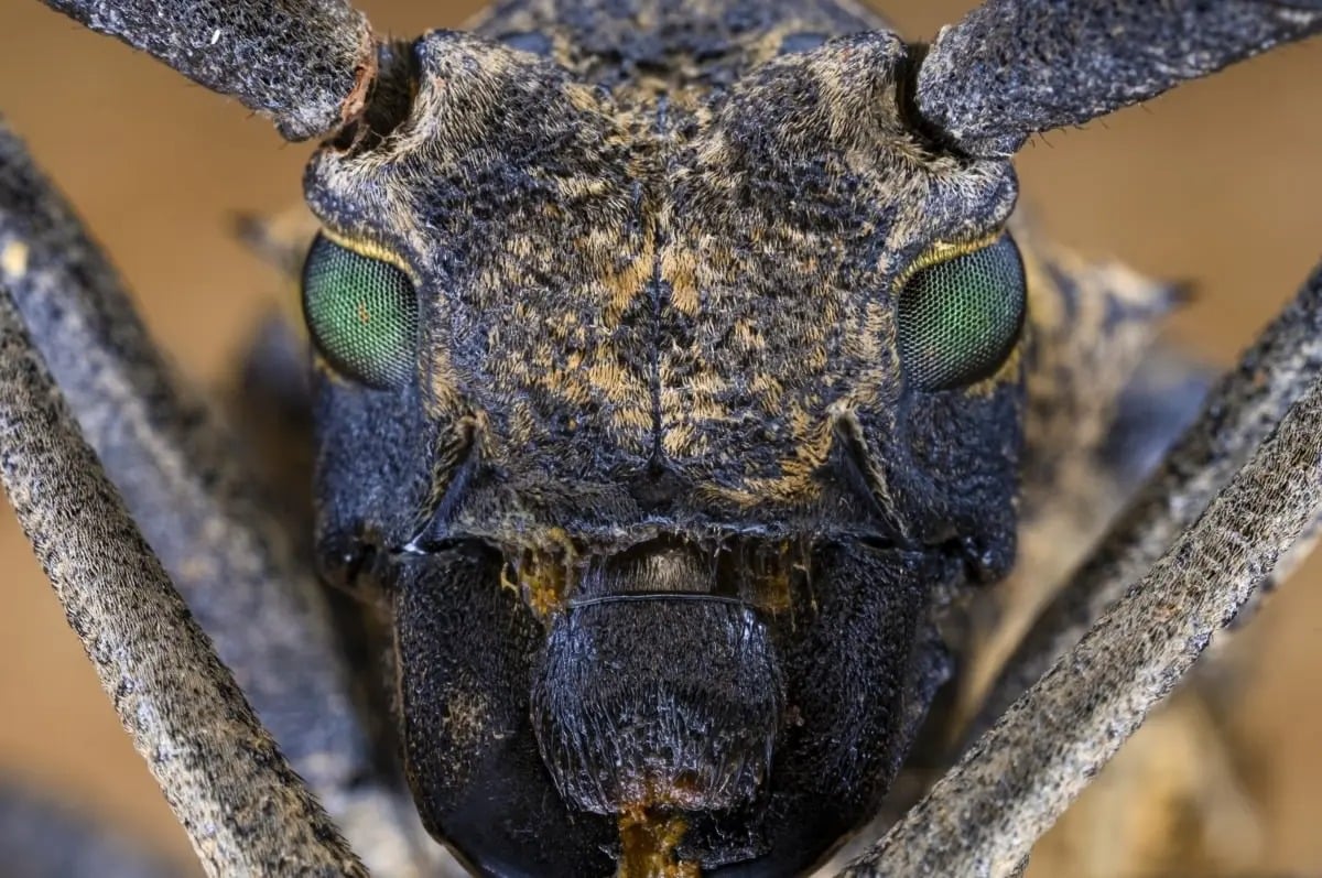 Laowa 65mm F2.8 2X Macro 02.jpg
