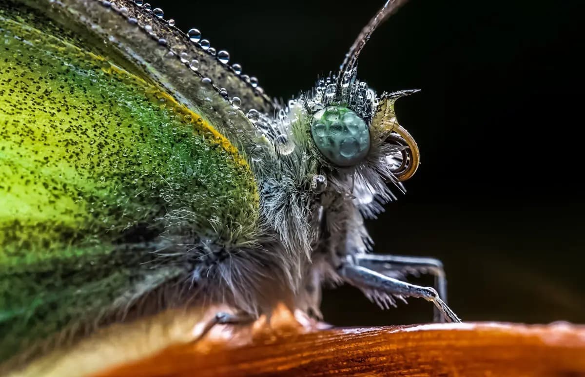 Laowa 65mm F2.8 2X Macro 03.jpg