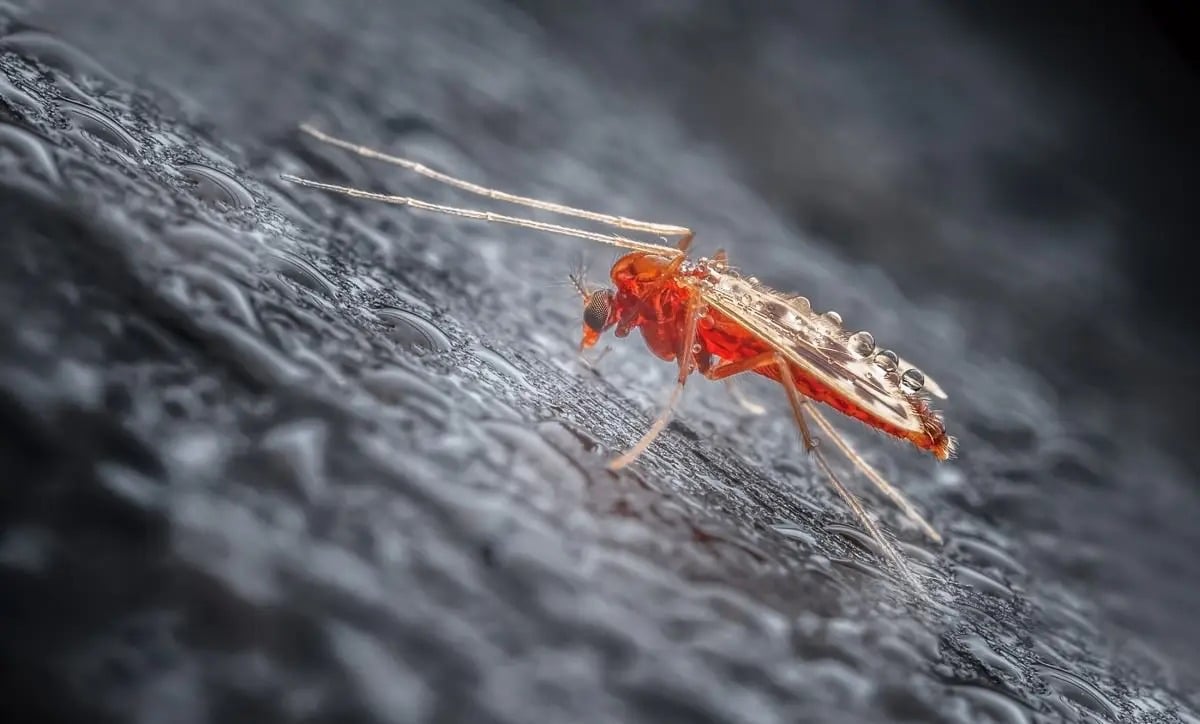Laowa 65mm F2.8 2X Macro 04.jpg