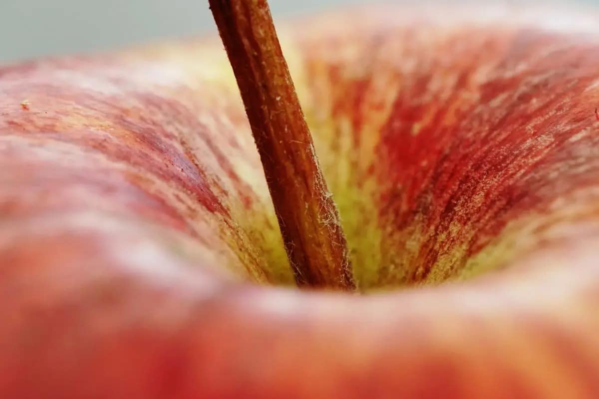 Laowa 65mm F2.8 2X Macro.jpg