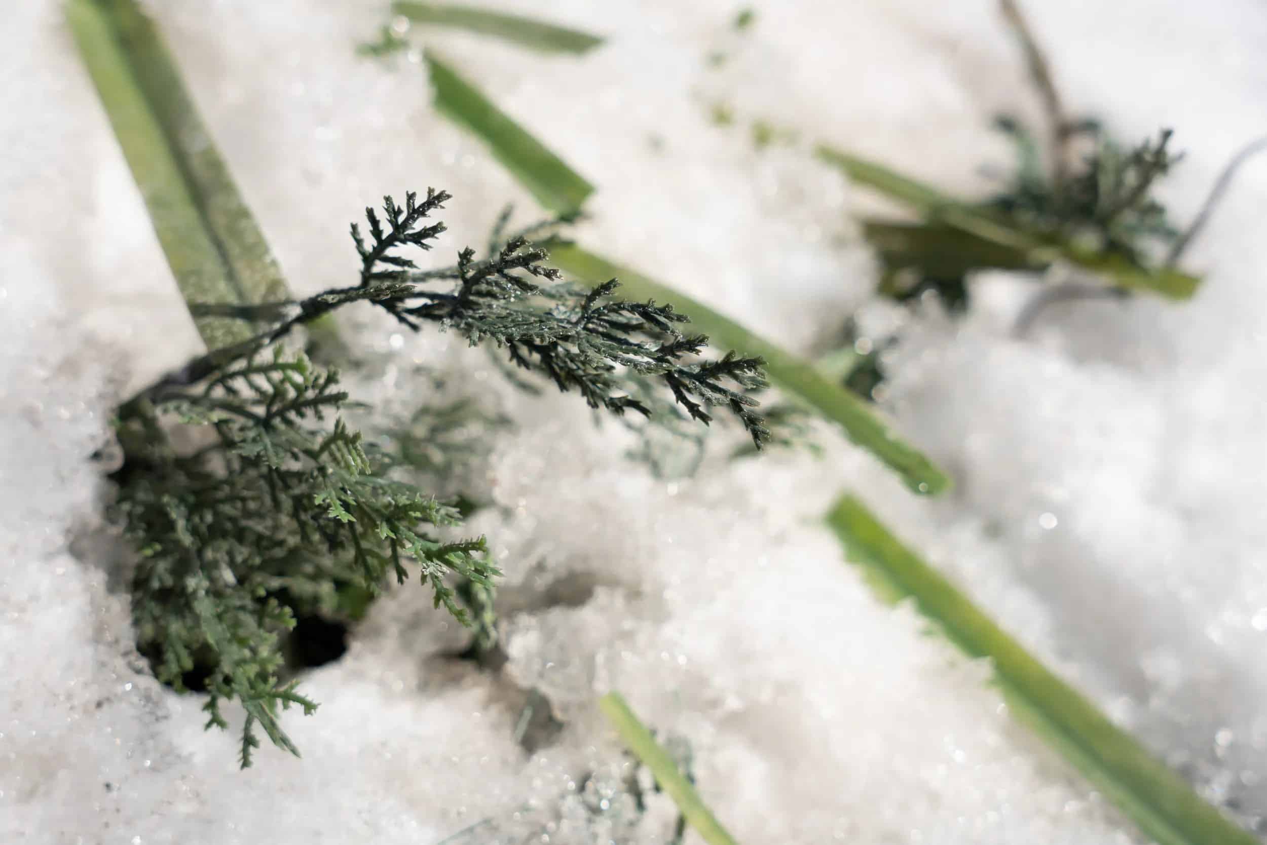 Tuyết được chụp bởi ống kính sigma 28-70mm
