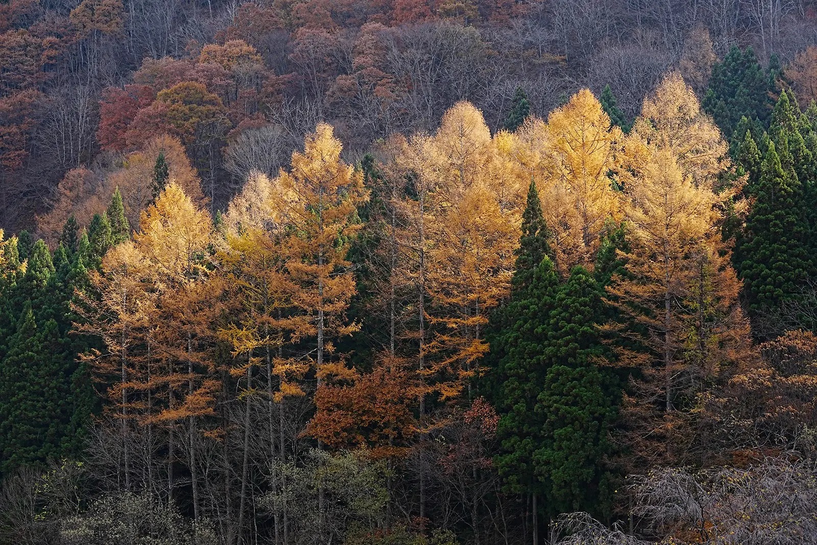 Sony Alpha a1 sample image.jpg