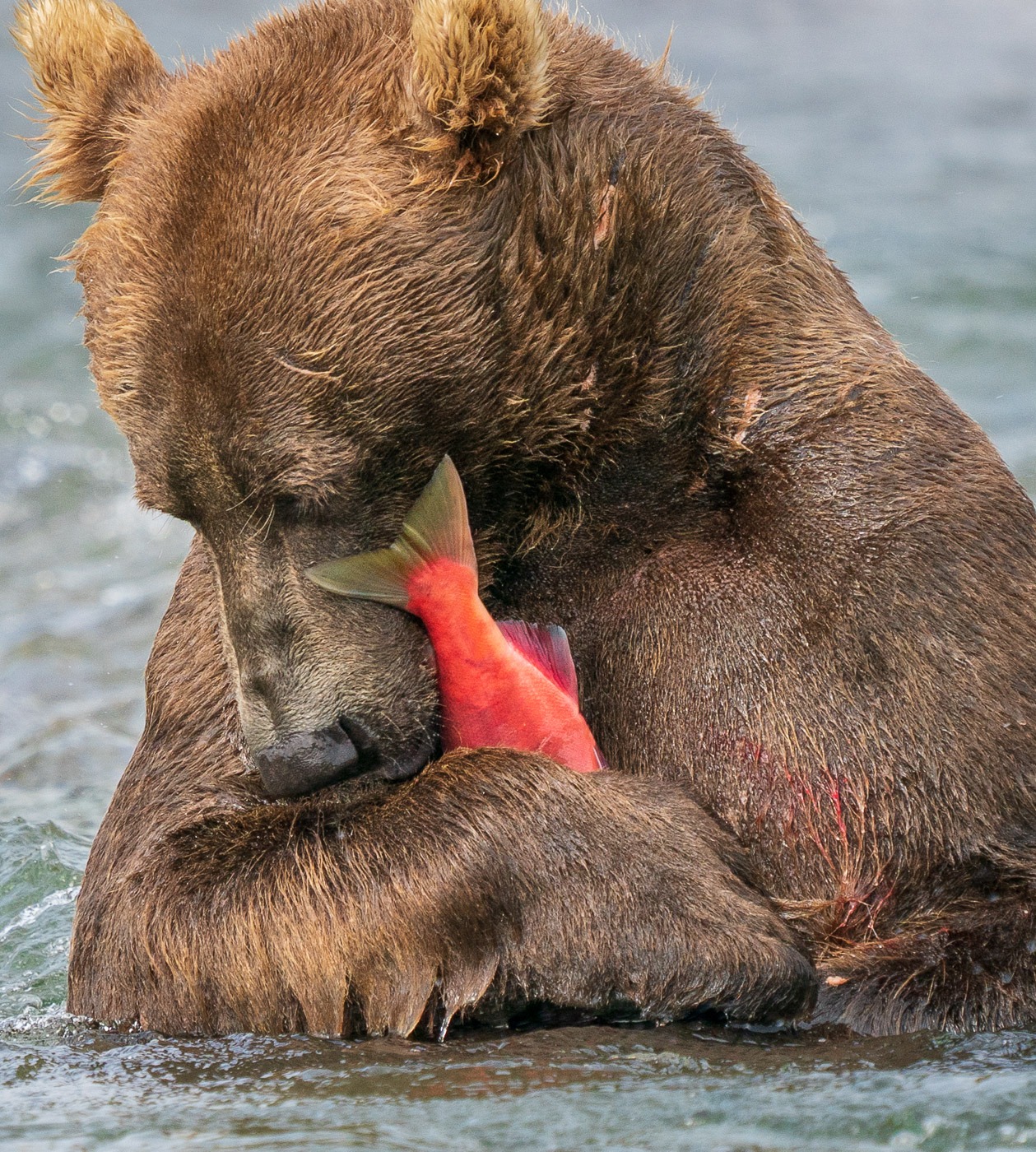 Bear2