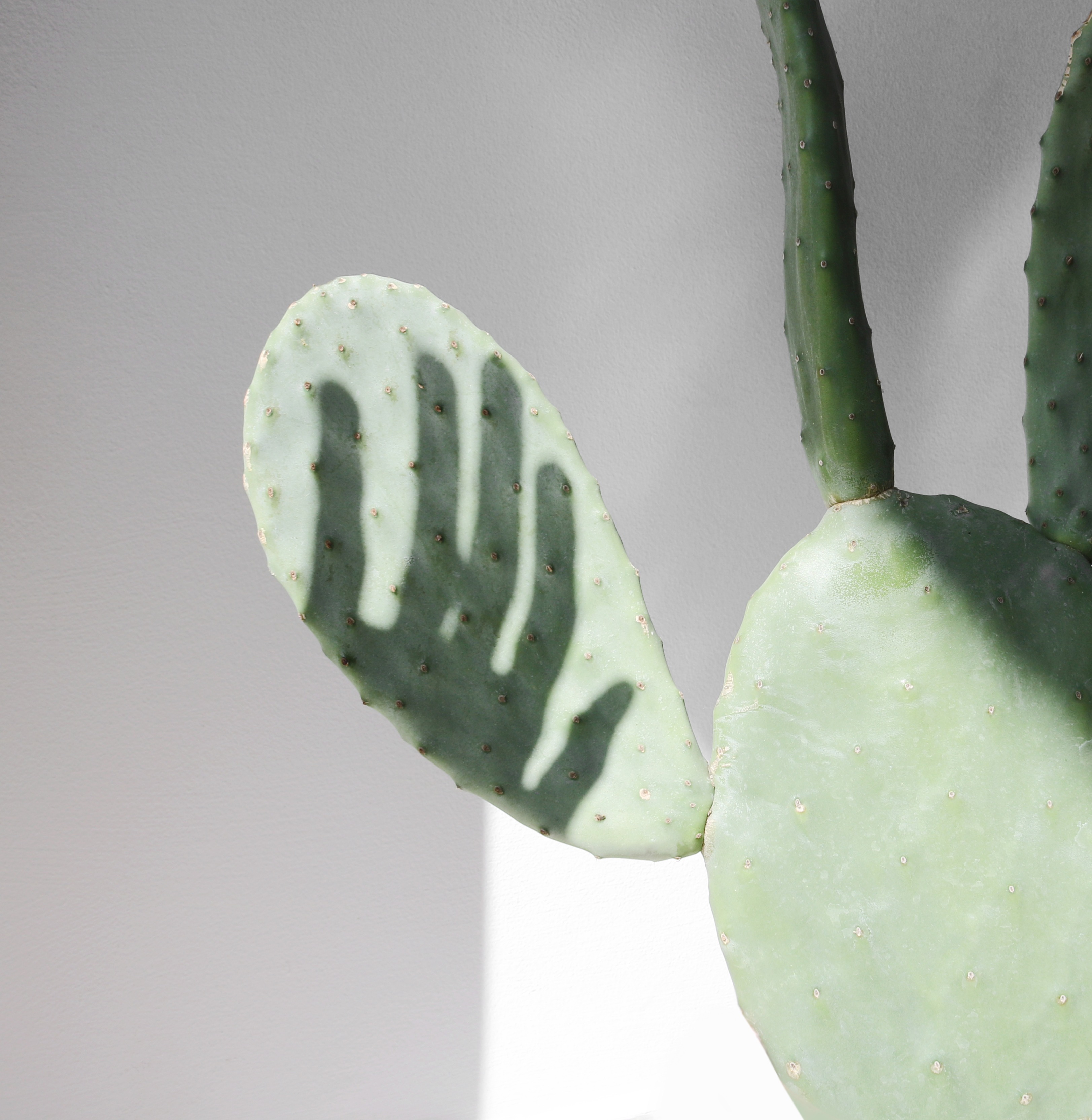 Hello cacti