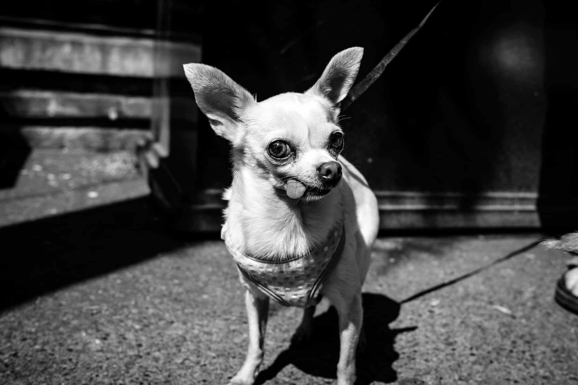Fujifilm ACROS Stimulation02