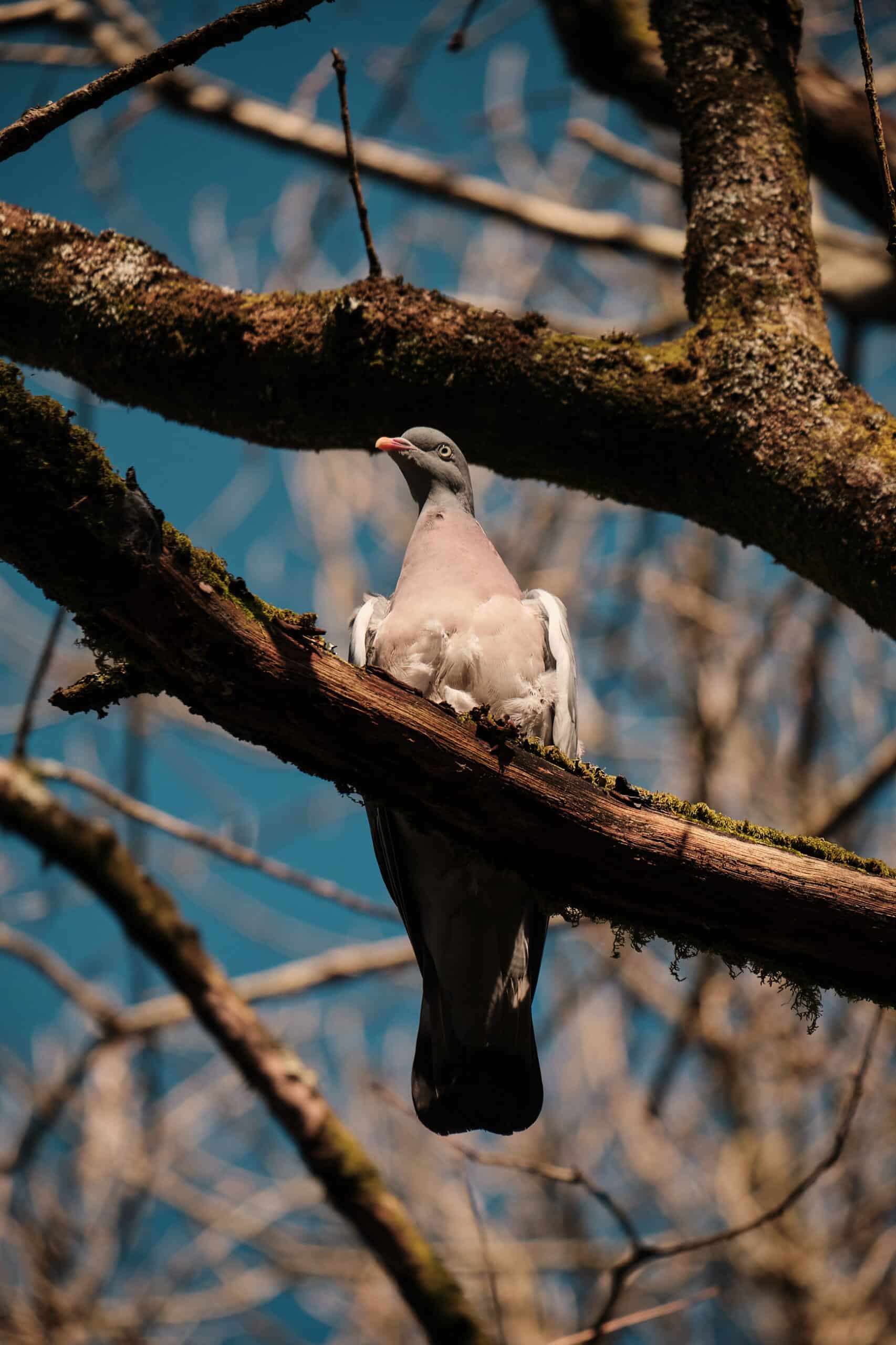 XC 50 230mm F4.5 6.7 OIS II 05