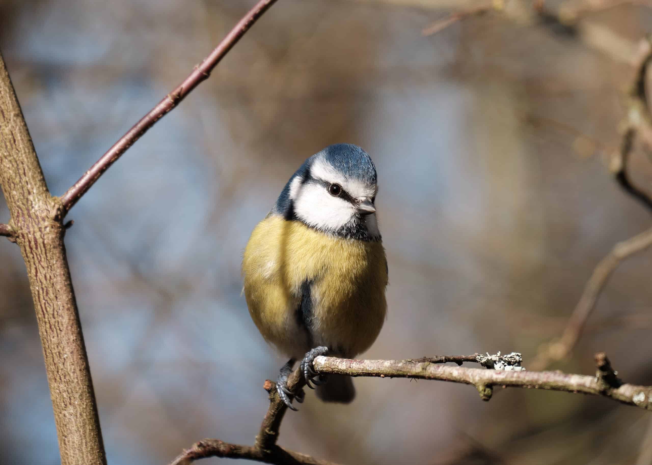 XC 50 230mm F4.5 6.7 OIS II 10