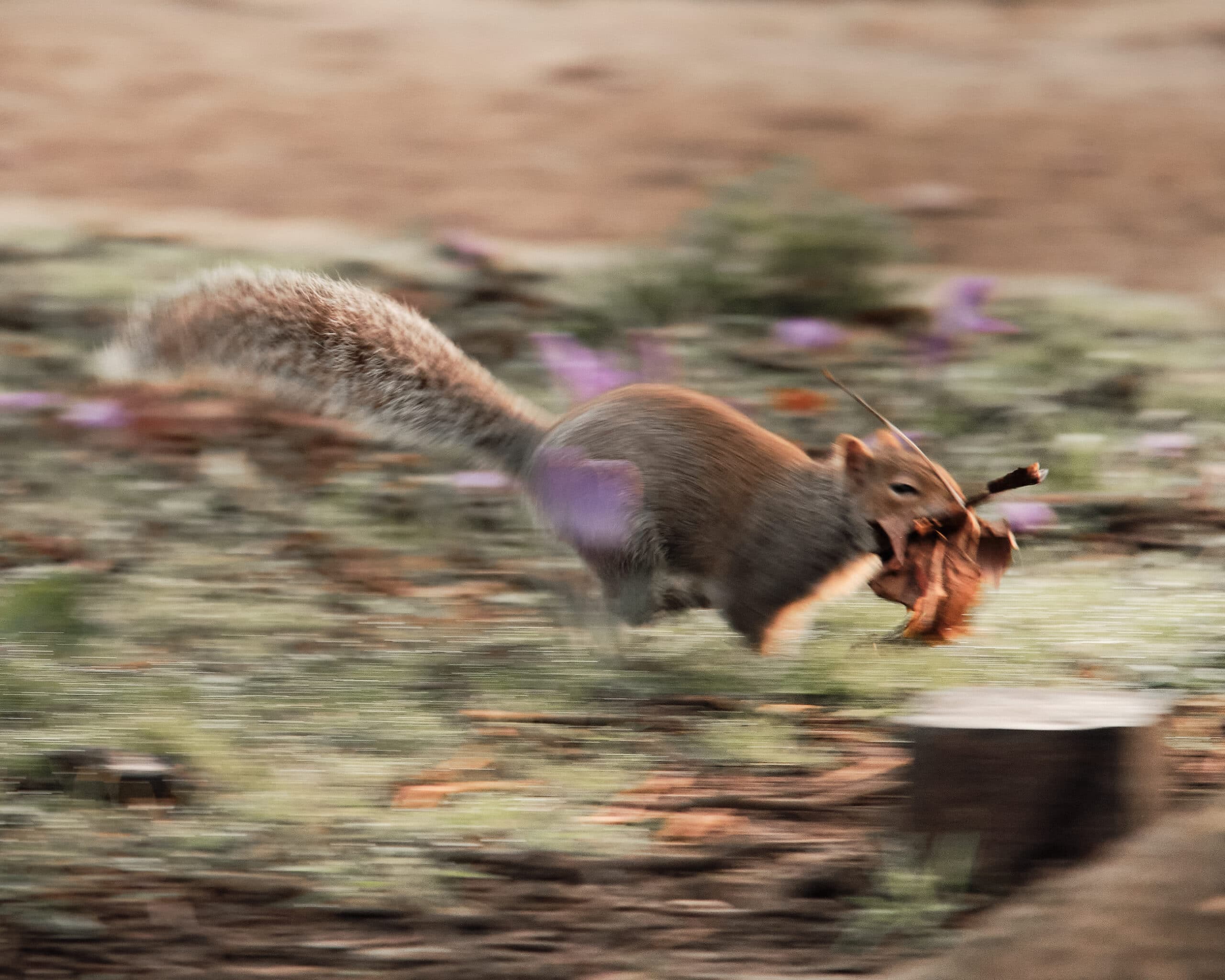 XC 50 230mm F4.5 6.7 OIS II 12