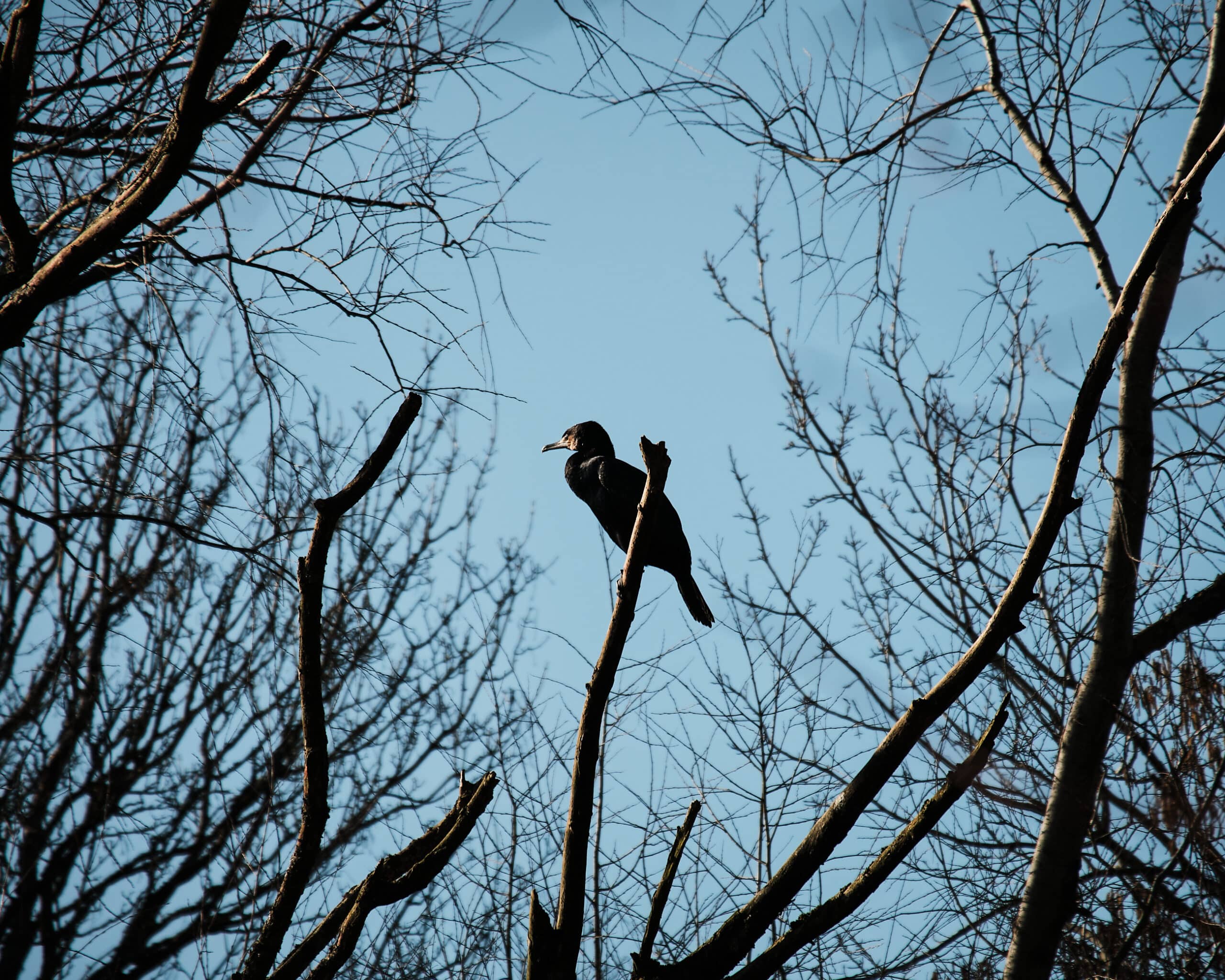 XC 50 230mm F4.5 6.7 OIS II 13