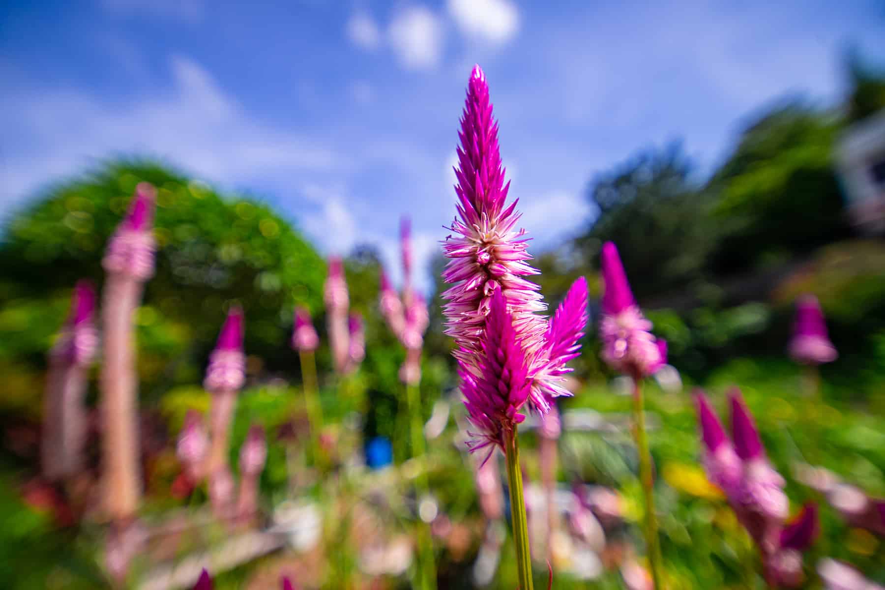 Laowa ra mắt ống kính Laowa 14mm F4 Zero-D cho Canon EF và Nikon F