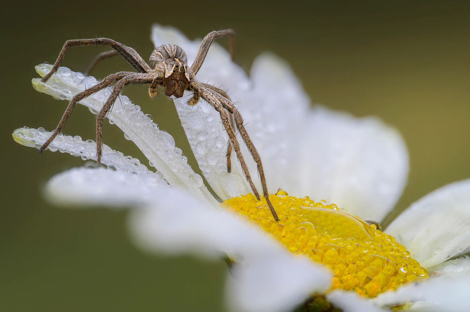 Venus Optics ra mắt Laowa 85mm F5.6 2x Ultra Macro APO, ống kính macro 2x nhỏ nhất cho full frame