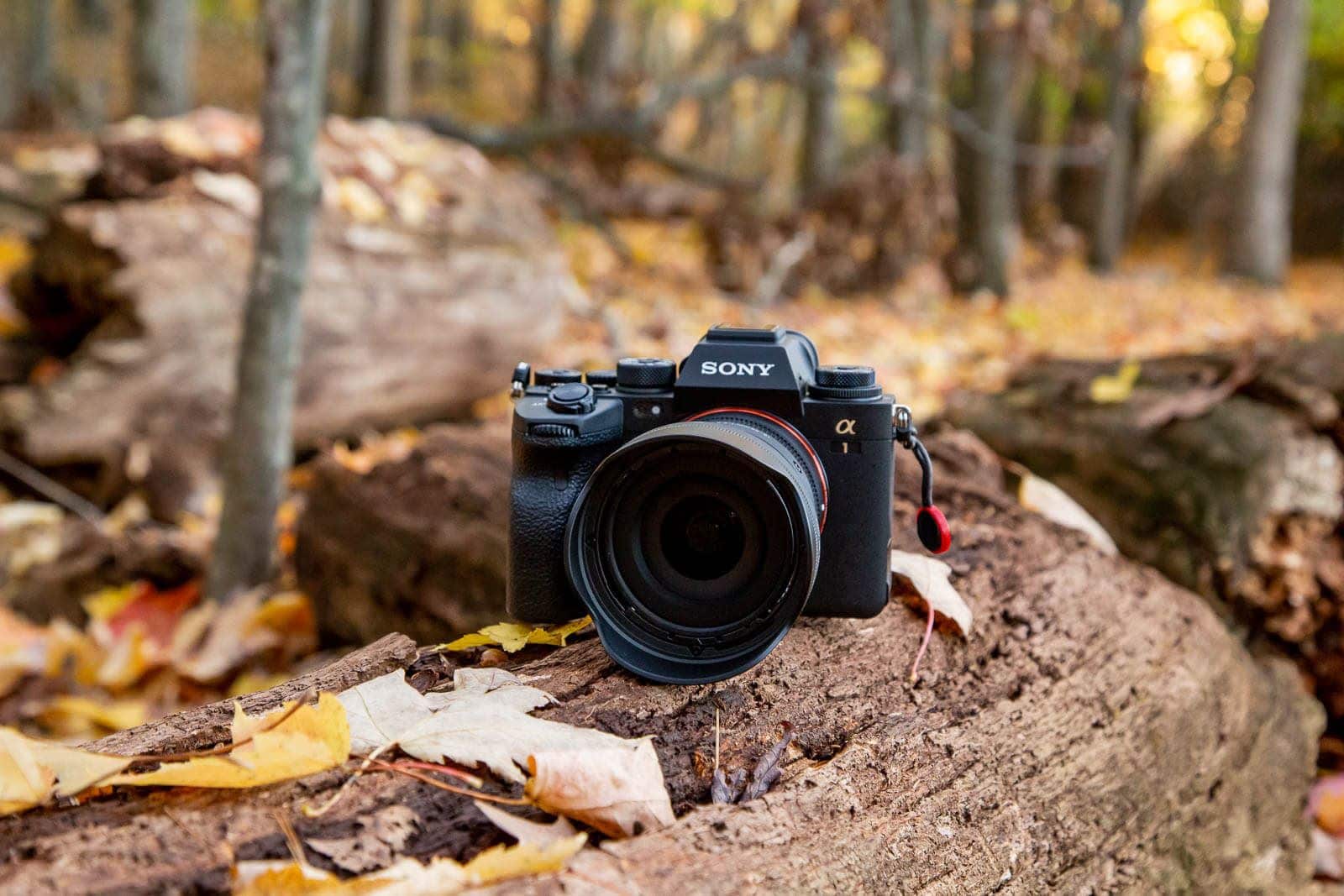 Sigma 18 50mm F2 8 02