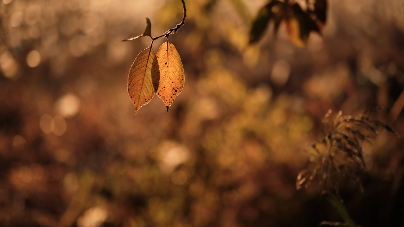 Fujifilm XF 56mm R WR review 06