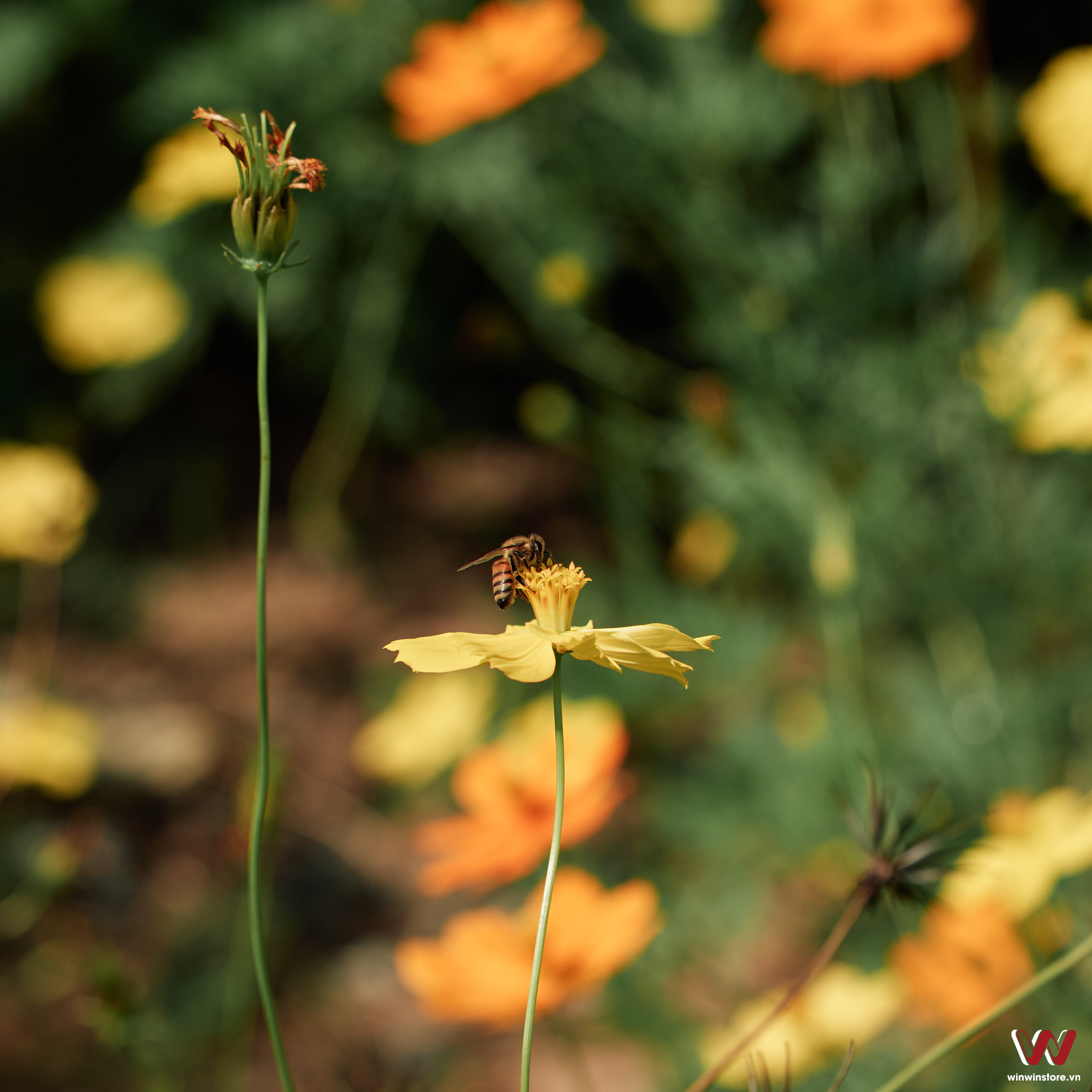 Tamron 17 70mm F28 winwinstore 4