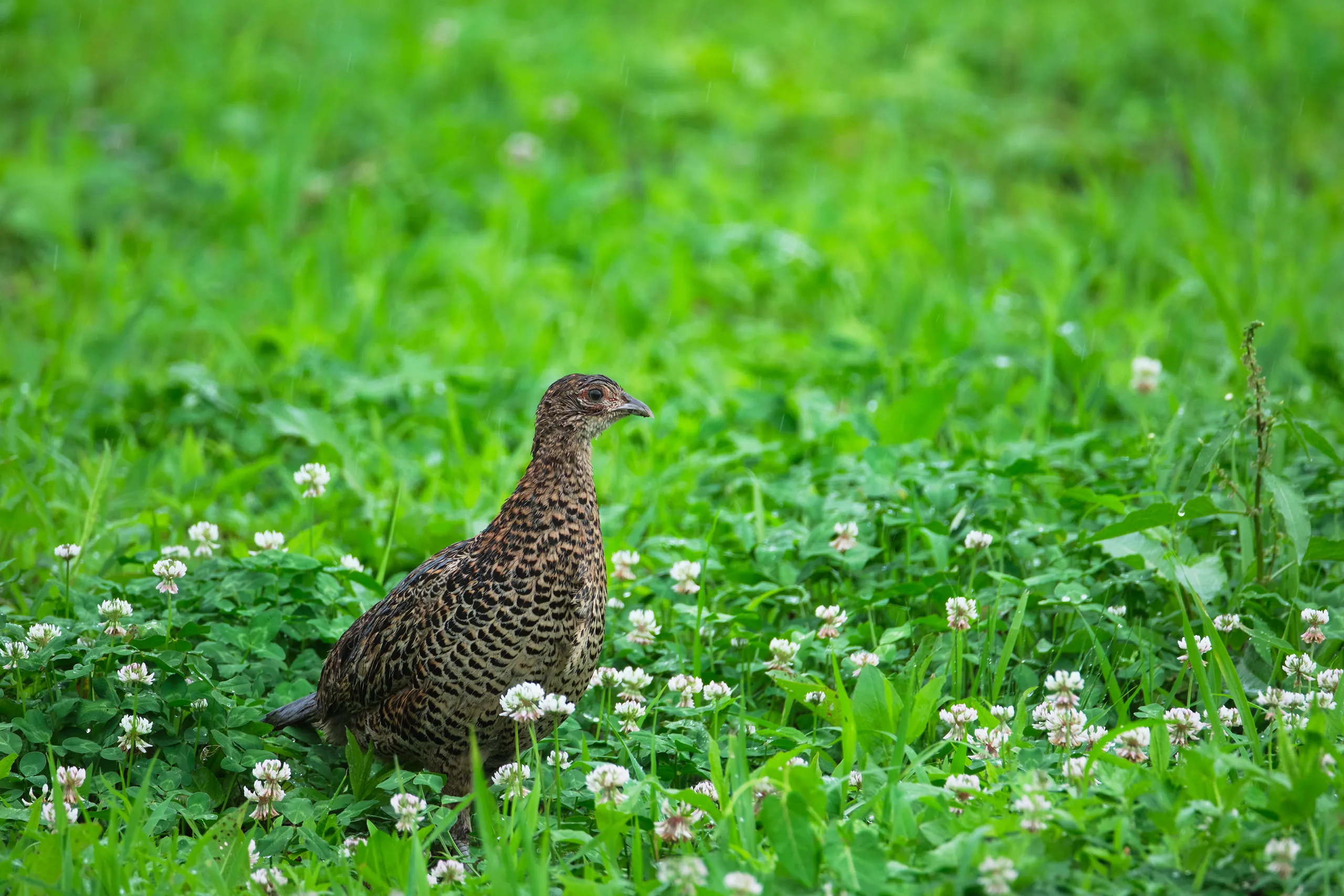 Ống kính Sigma 100-400mm F5-6.3 DG DN OS cho Fujifilm X