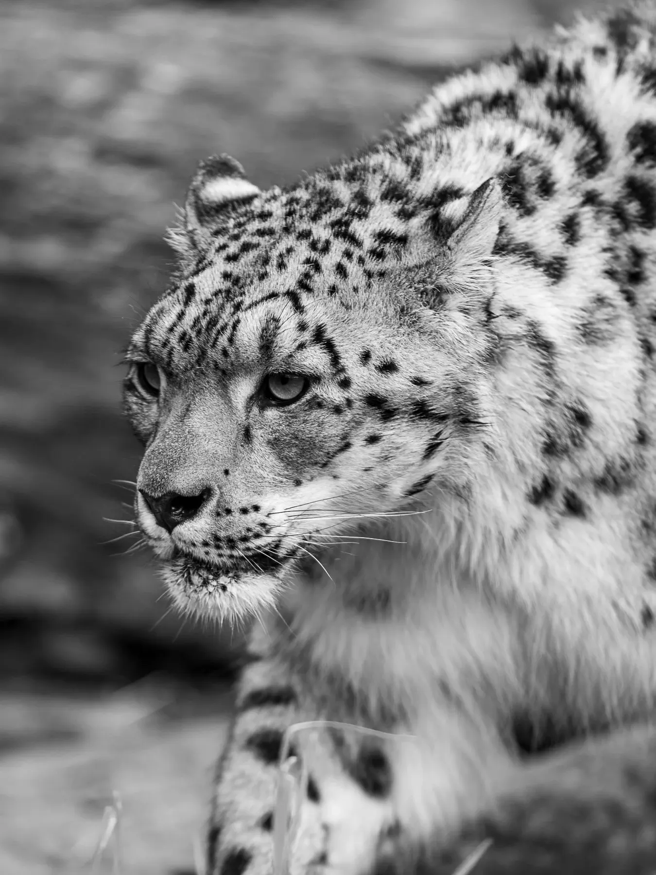 gf 500mm f56 014