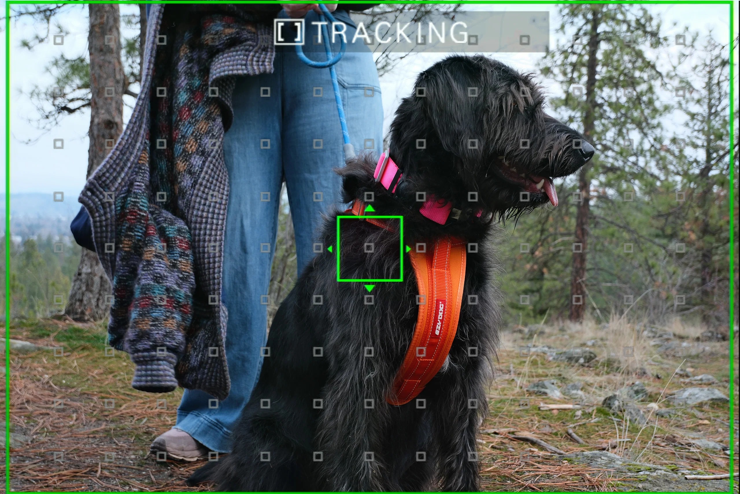 x t30iii af point display over dog 15 x t30iii af point display over dog