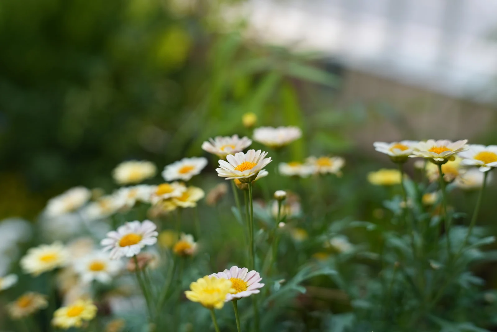 50mm f2.8 2 26 50mm f2.8 2