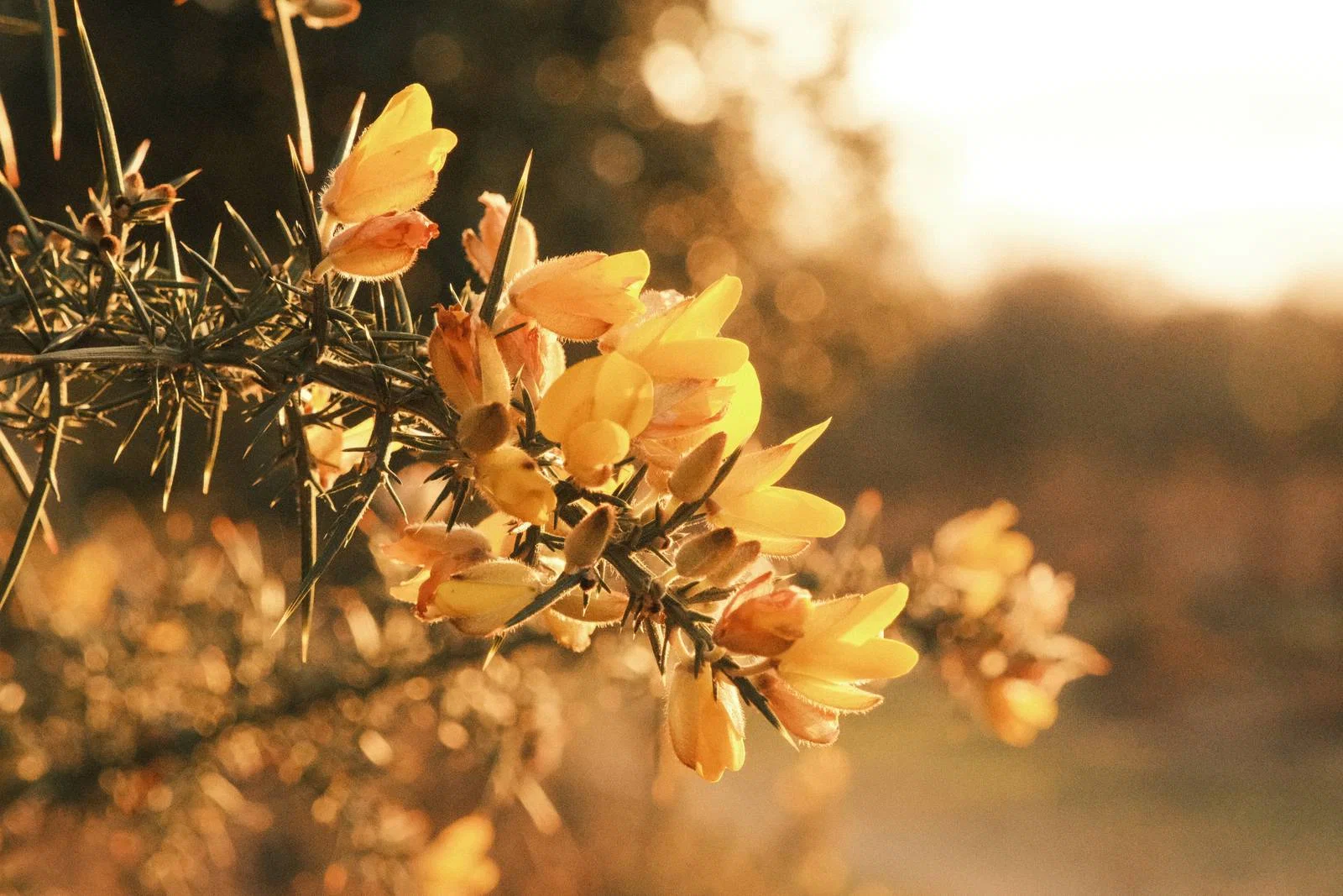 6 rosa golden cong thuc mau fujifilm cho anh golden hour 23 6 rosa golden cong thuc mau fujifilm cho anh golden hour